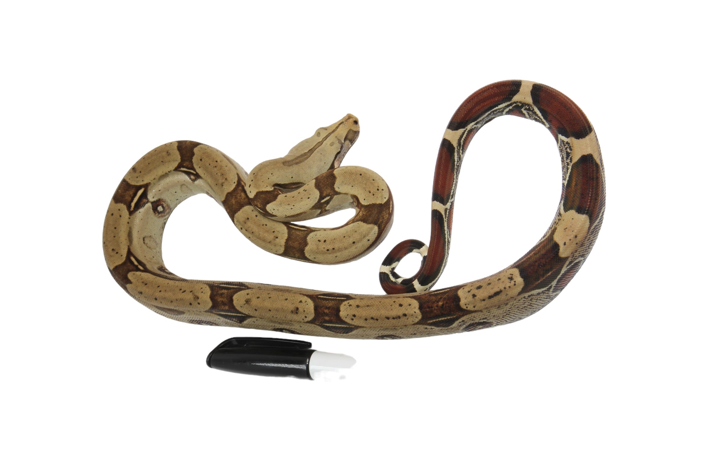 2022 Male CBB Iquitos Peruvian Red Tailed Boa Constrictor.