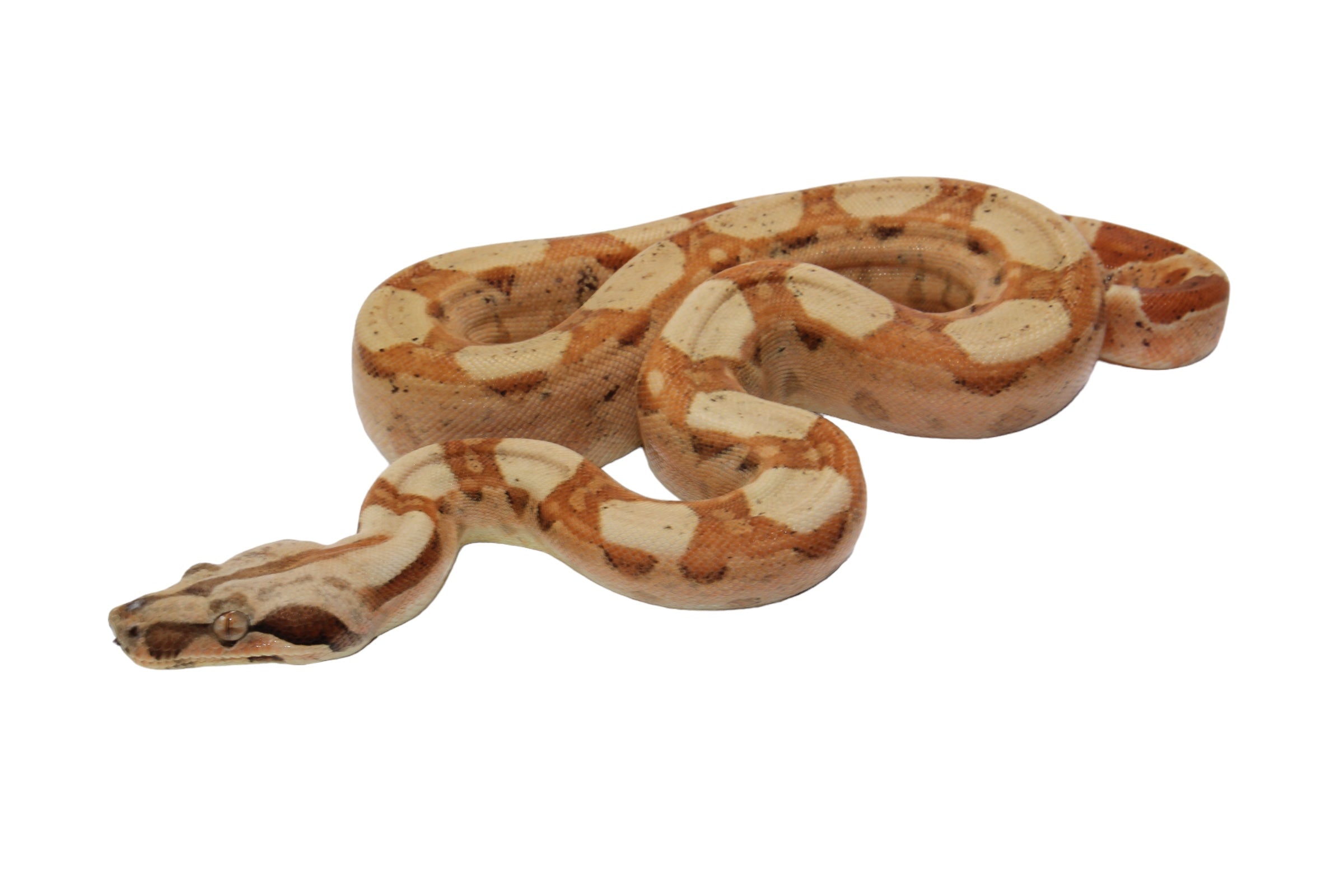 2022 Female Jungle Pastel Dream Sharp Albino Boa Constrictor