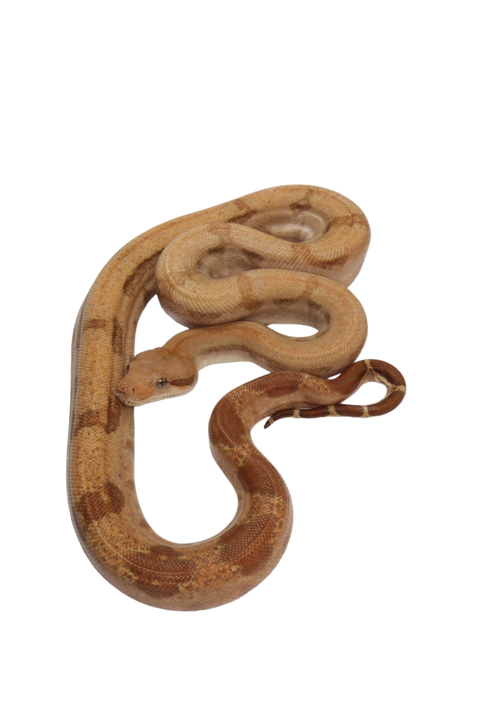 2022 Male Burke T+ Fire Boa Constrictor