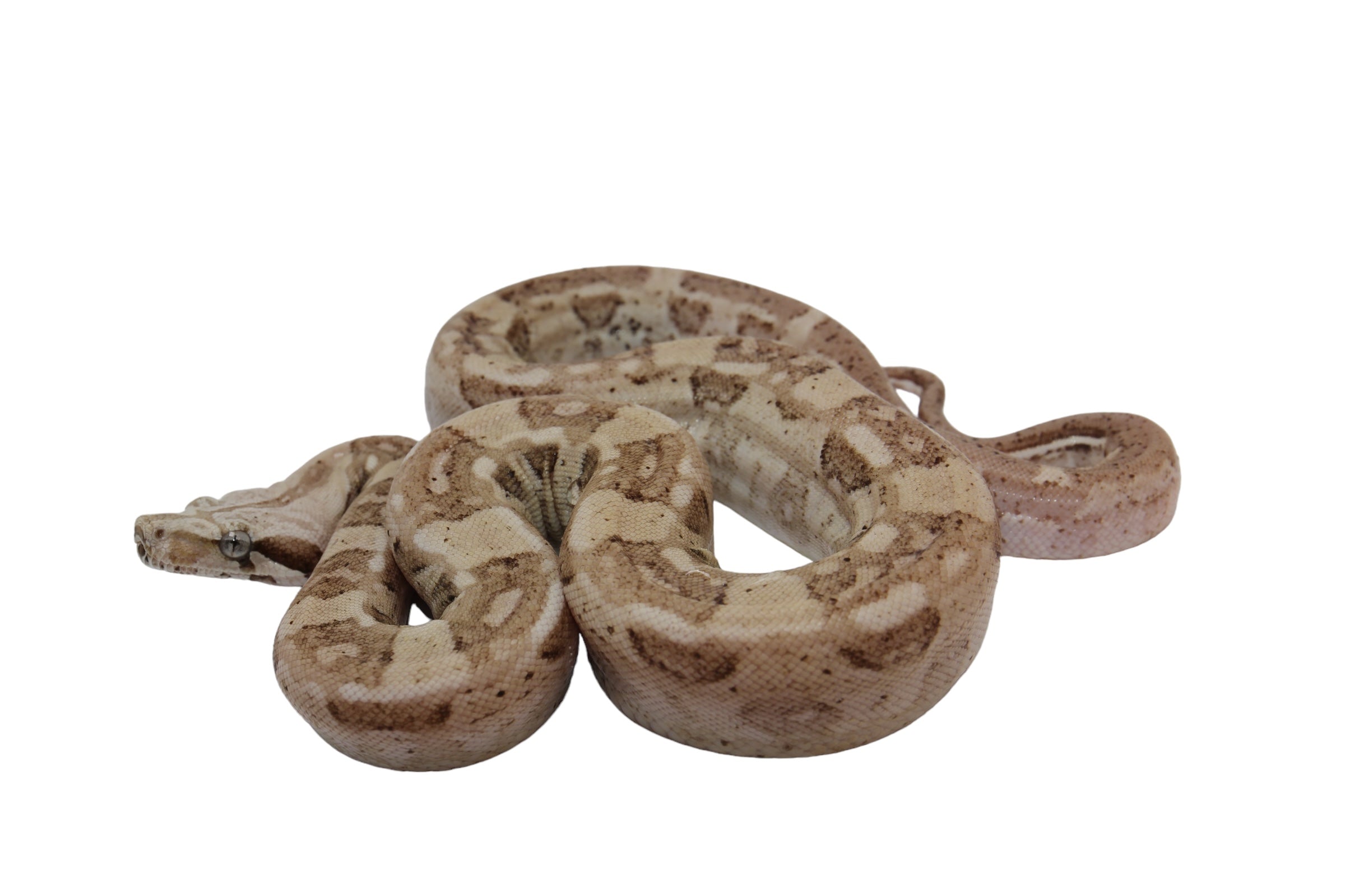SALE! 2022 Male VPI Aztec Snow Glow Boa Constrictor.