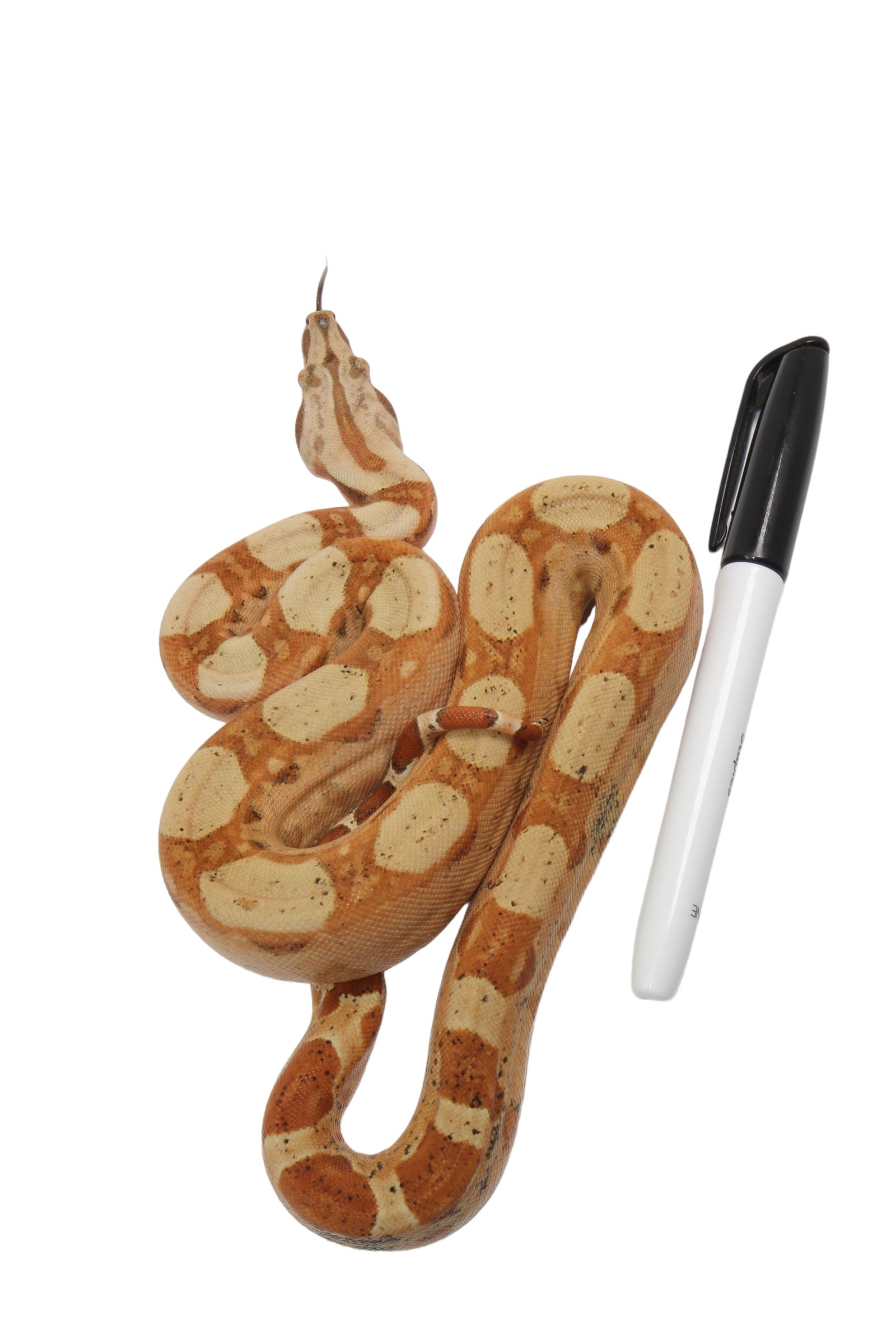 2022 Female Jungle Pastel Dream Sharp Albino Boa Constrictor