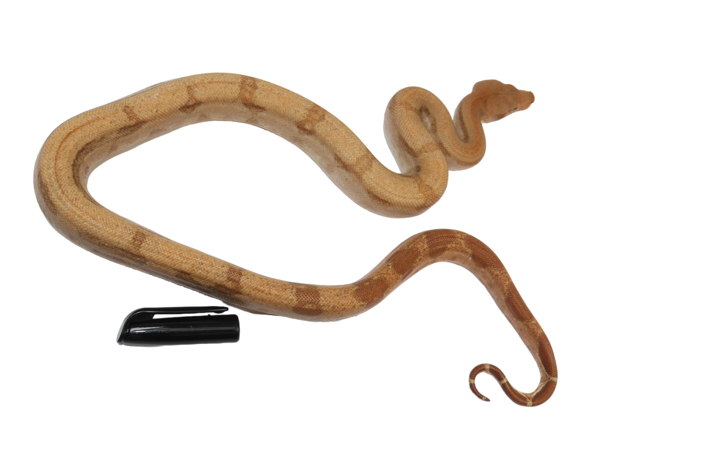 2022 Male Burke T+ Fire Boa Constrictor