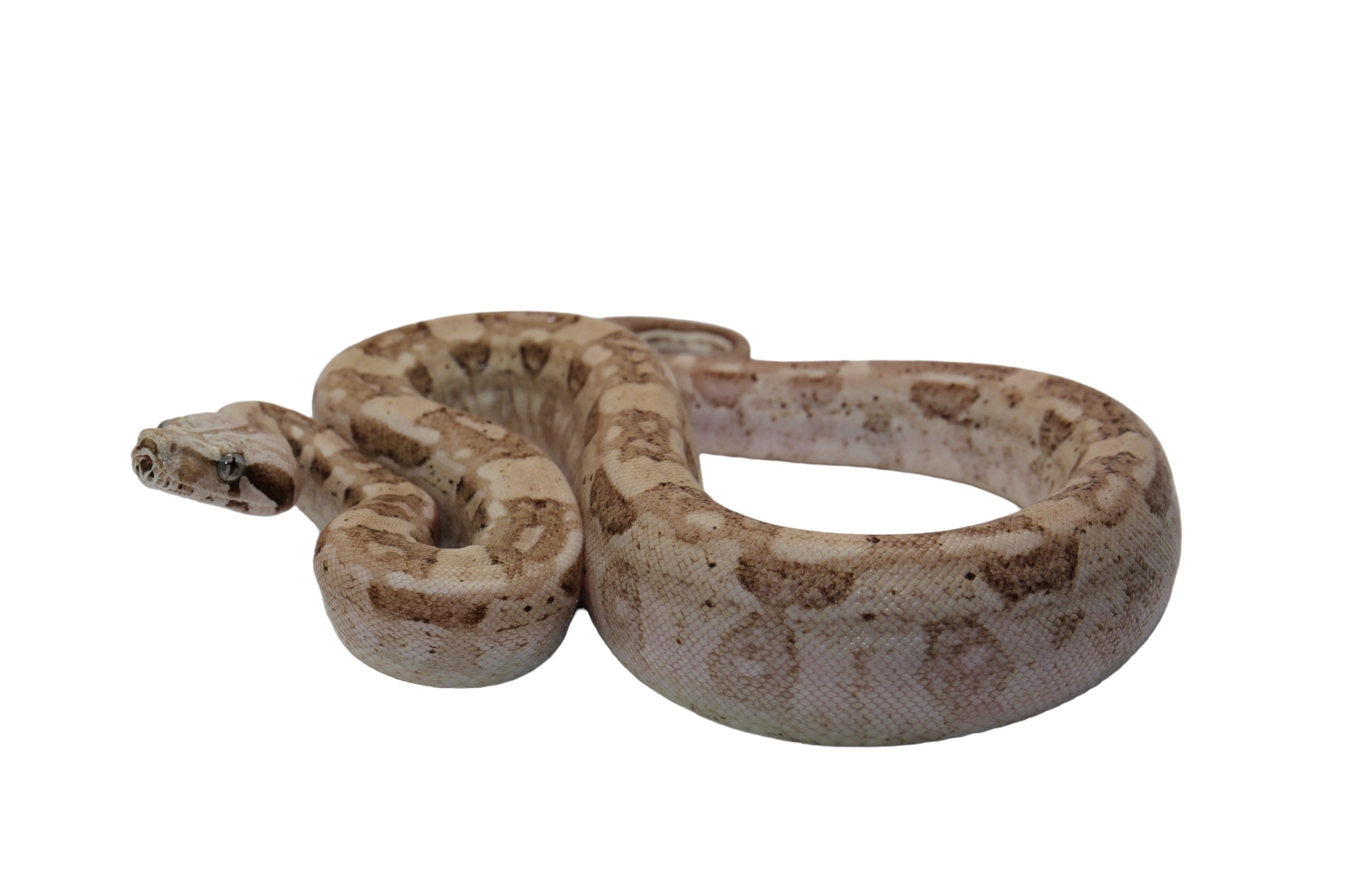 SALE! 2022 Male VPI Aztec Snow Glow Boa Constrictor.