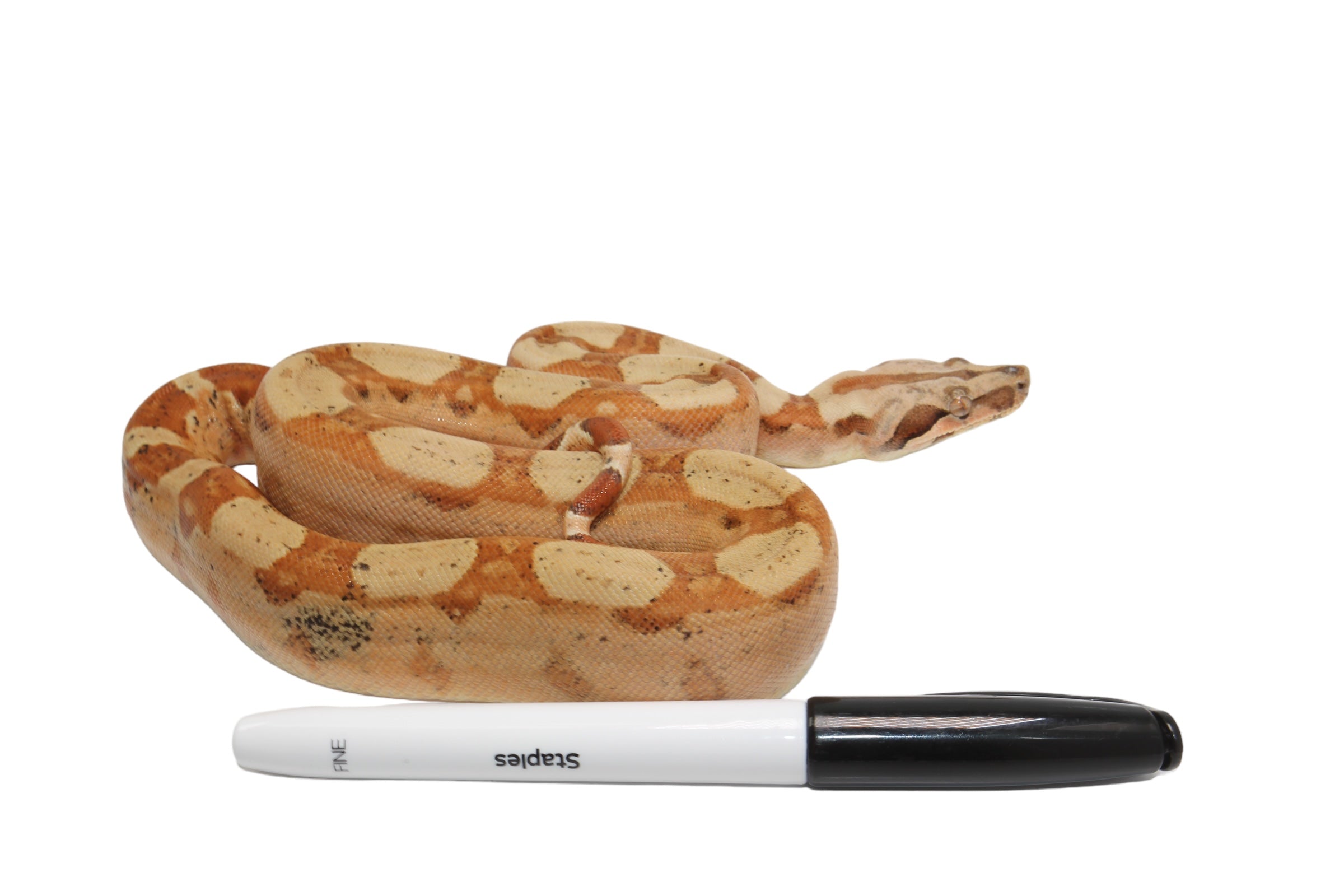 2022 Female Jungle Pastel Dream Sharp Albino Boa Constrictor