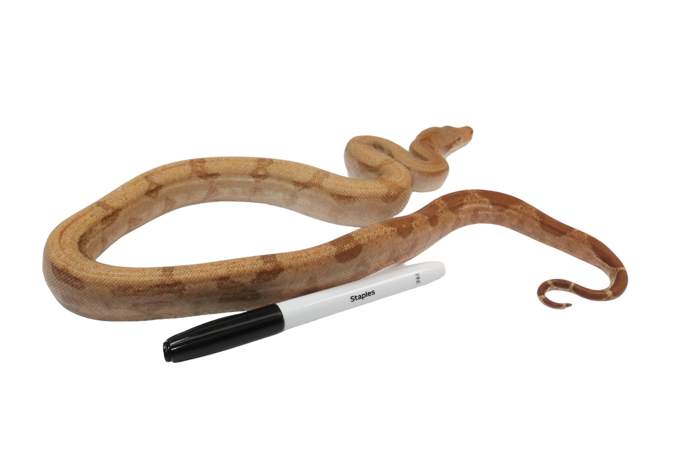 2022 Male Burke T+ Fire Boa Constrictor