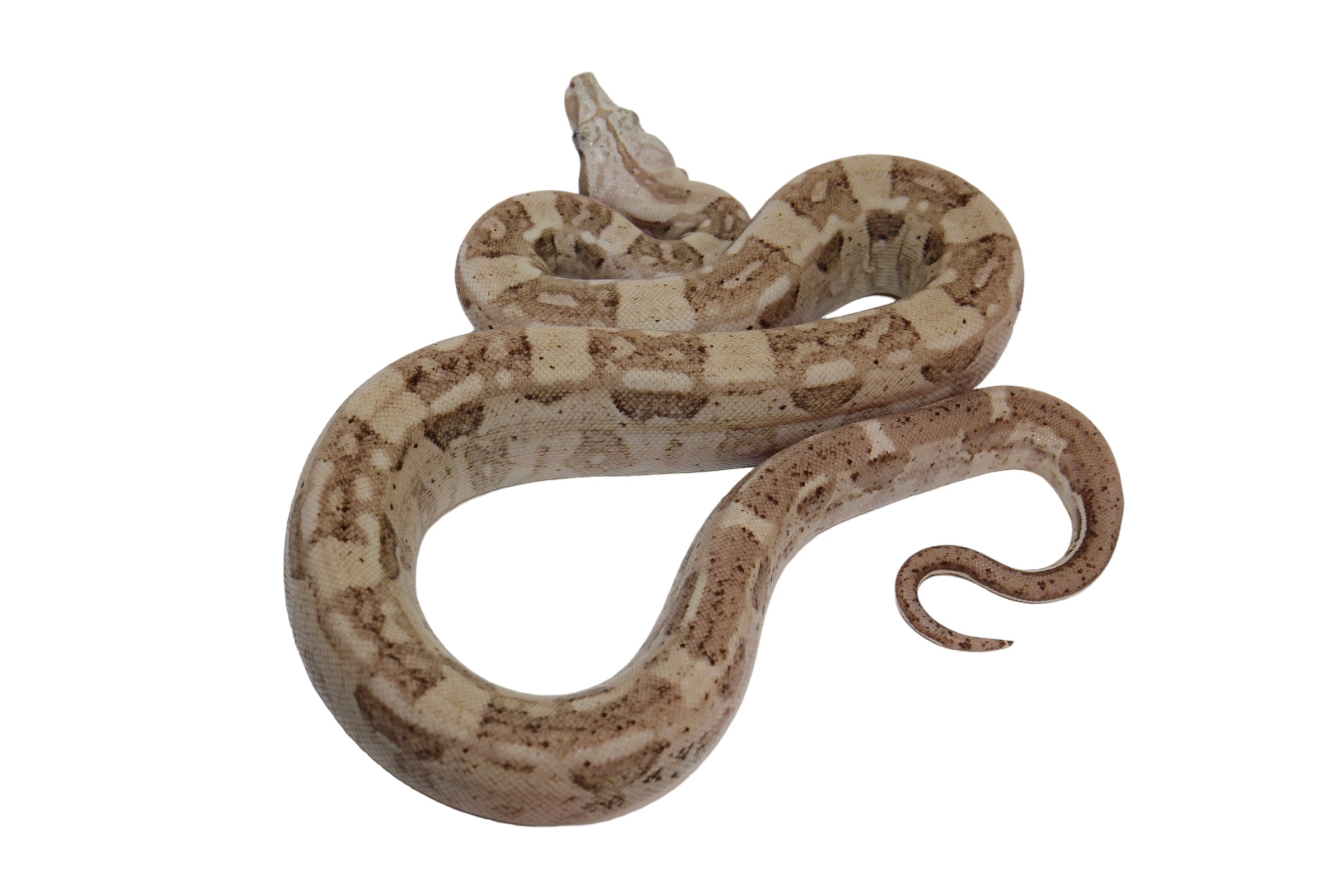 SALE! 2022 Male VPI Aztec Snow Glow Boa Constrictor.