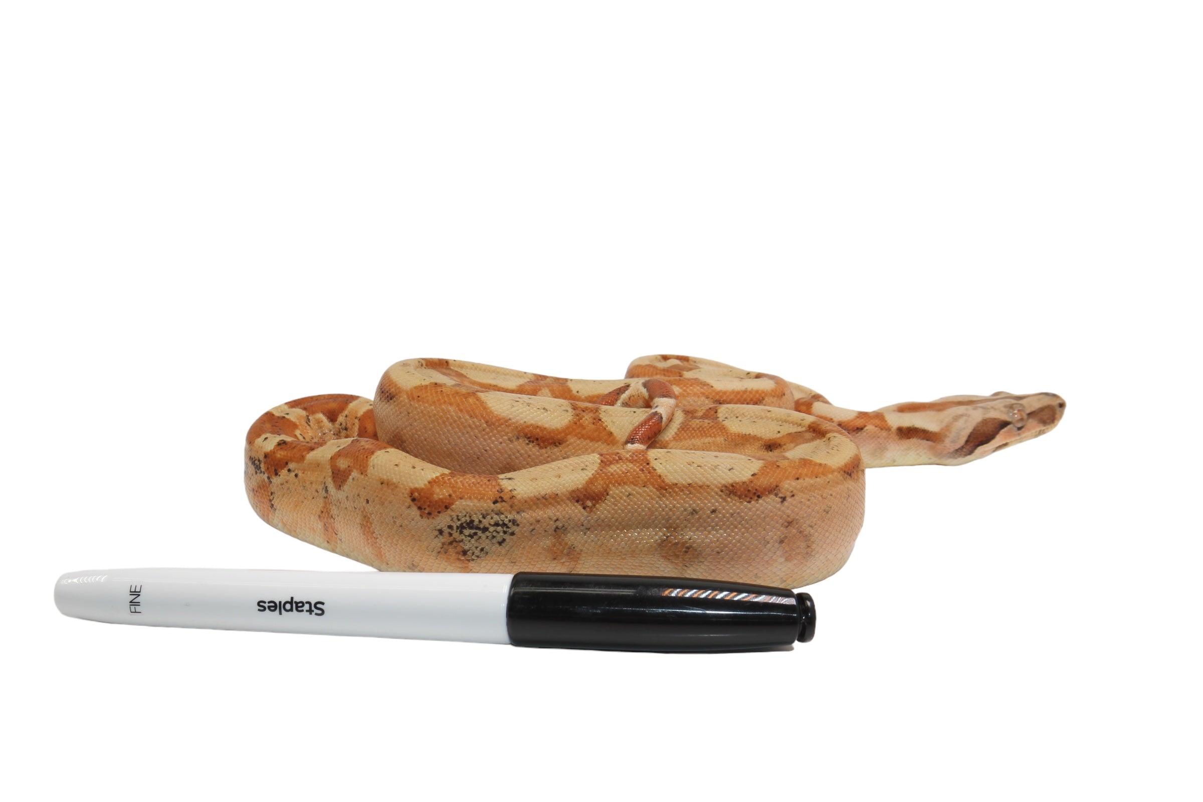 2022 Female Jungle Pastel Dream Sharp Albino Boa Constrictor