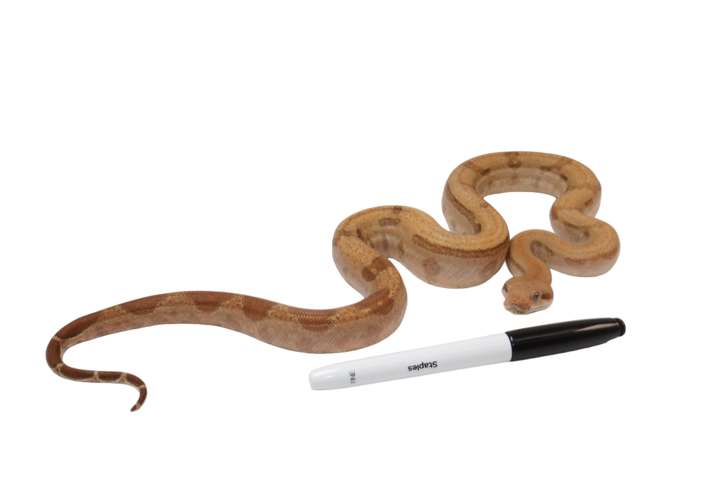 2022 Male Burke T+ Fire Boa Constrictor