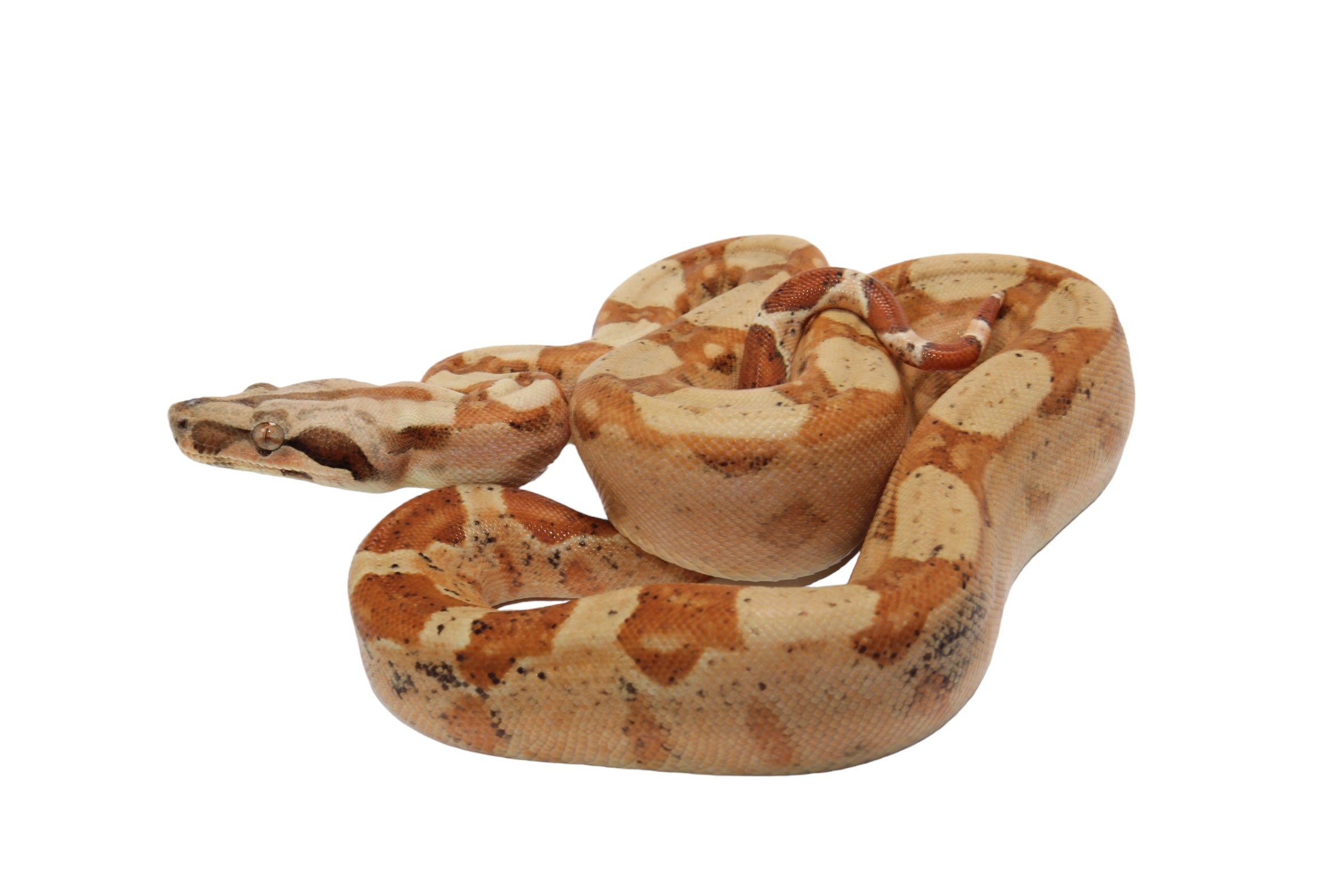 2022 Female Jungle Pastel Dream Sharp Albino Boa Constrictor