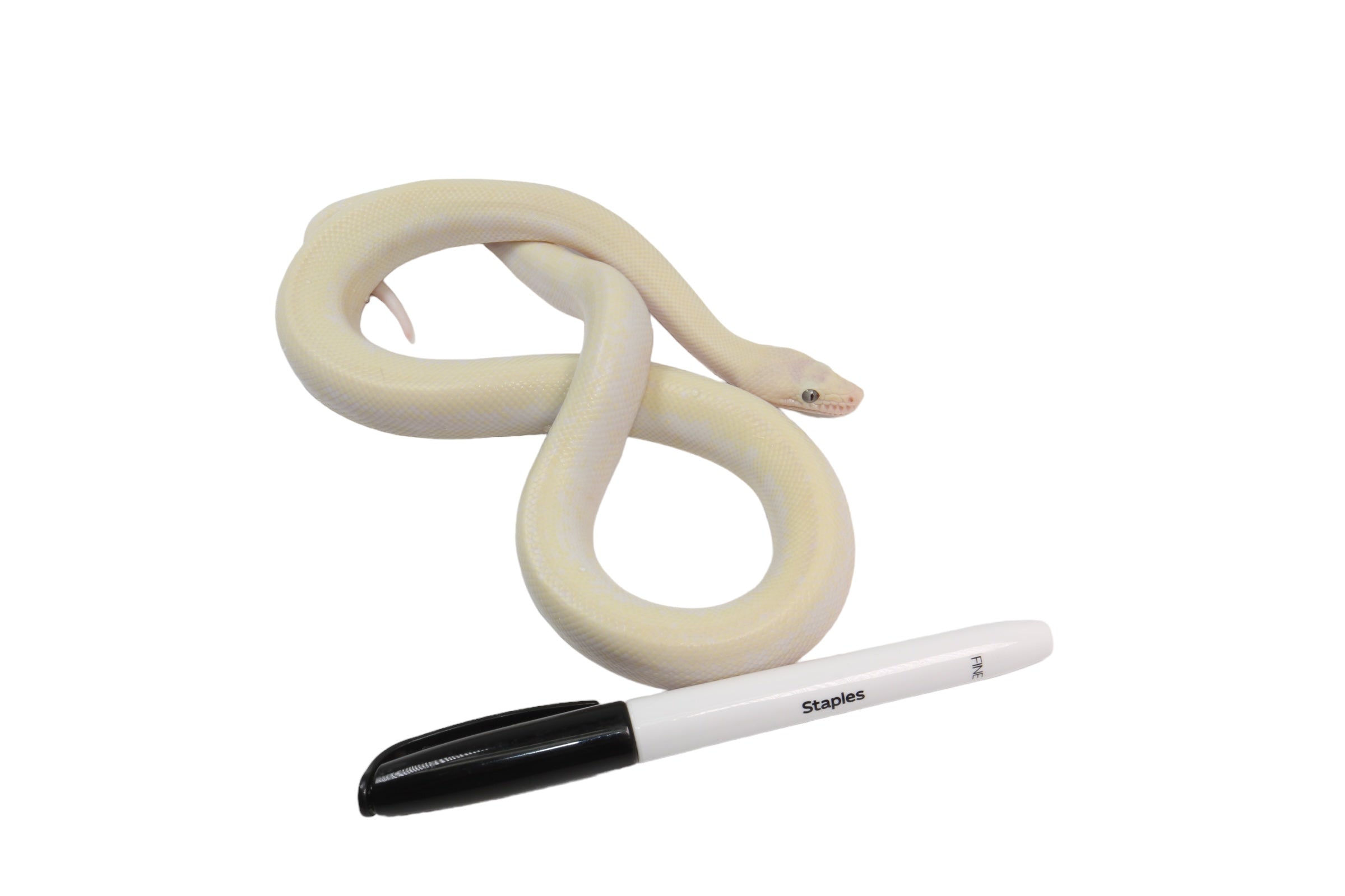 2023 CBB Male Leucistic Columbian Rainbow Boa.