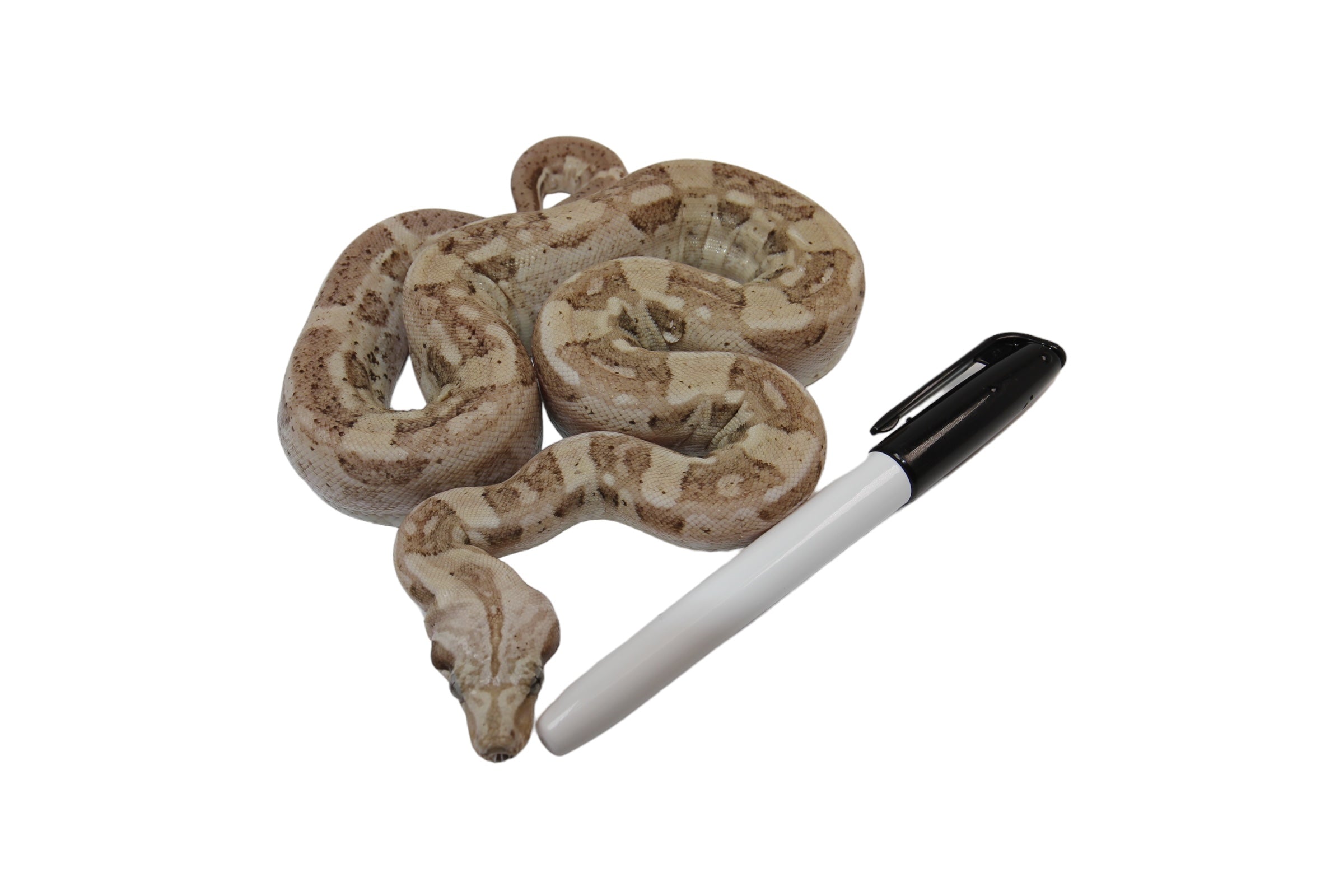 SALE! 2022 Male VPI Aztec Snow Glow Boa Constrictor.