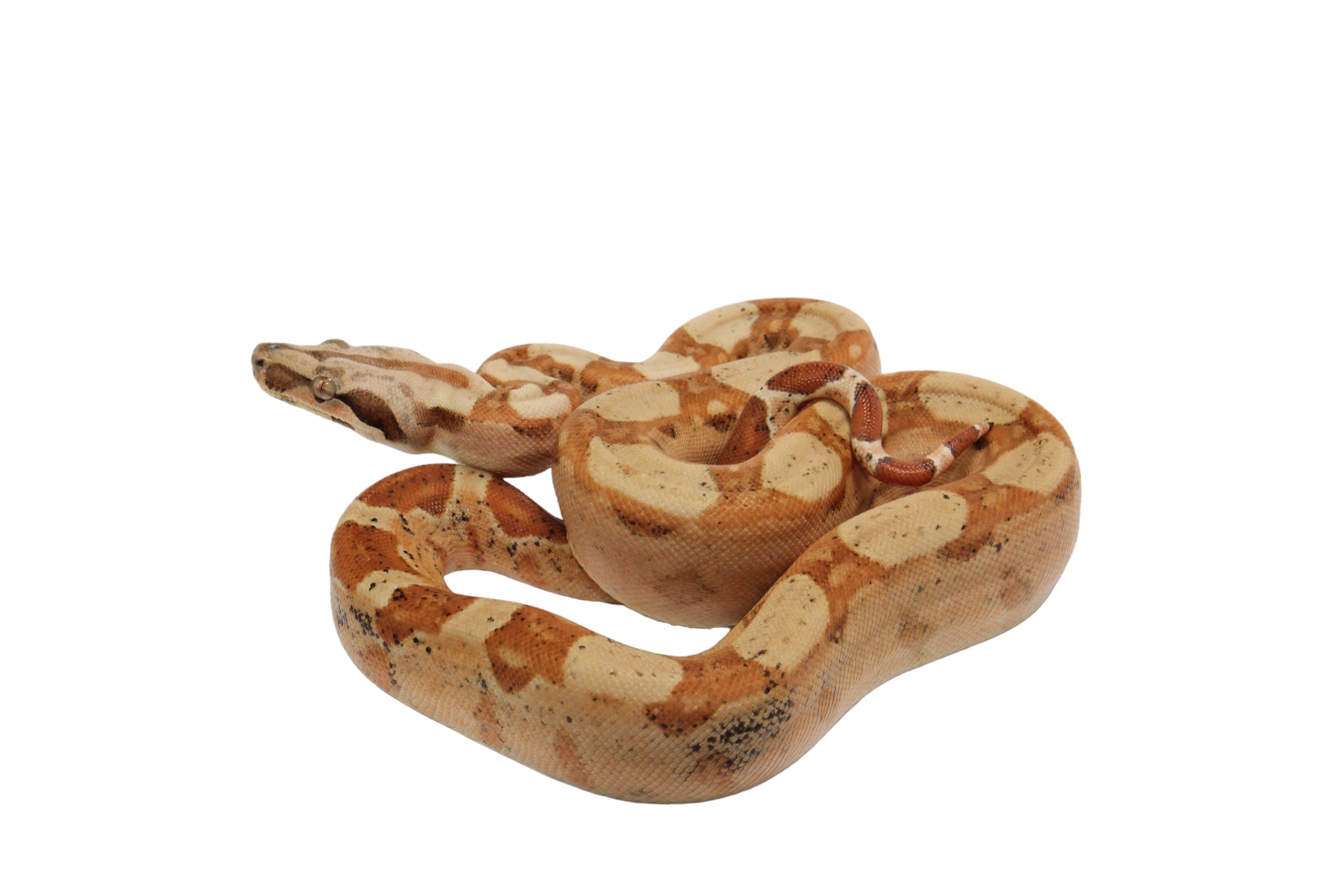 2022 Female Jungle Pastel Dream Sharp Albino Boa Constrictor