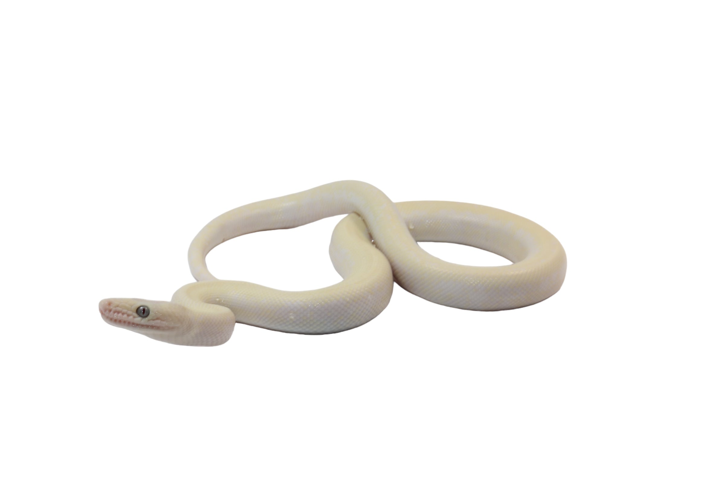 2023 CBB Male Leucistic Columbian Rainbow Boa.
