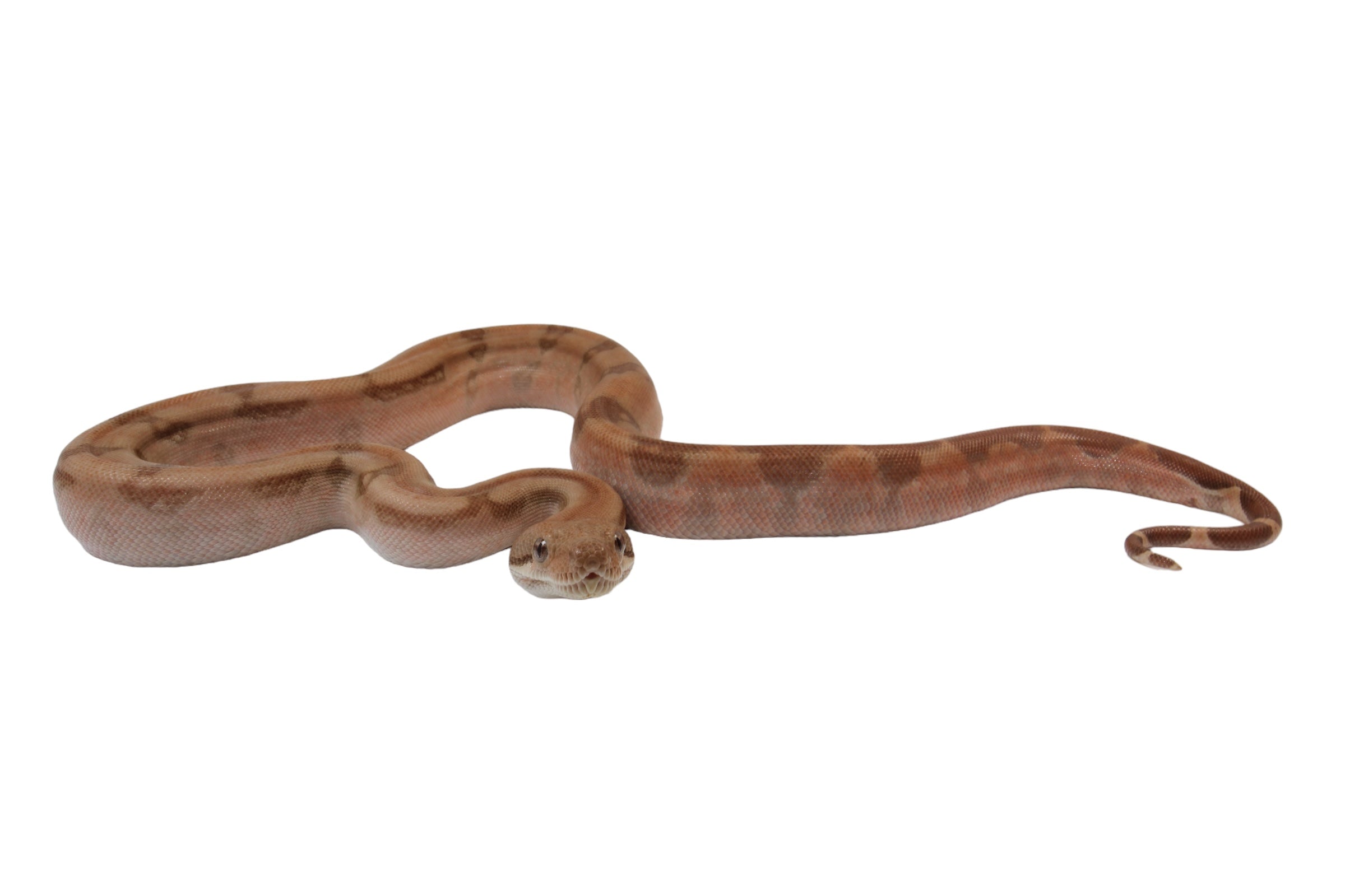 2022 Female Burke T+ Hypo Fire Boa Constrictor.