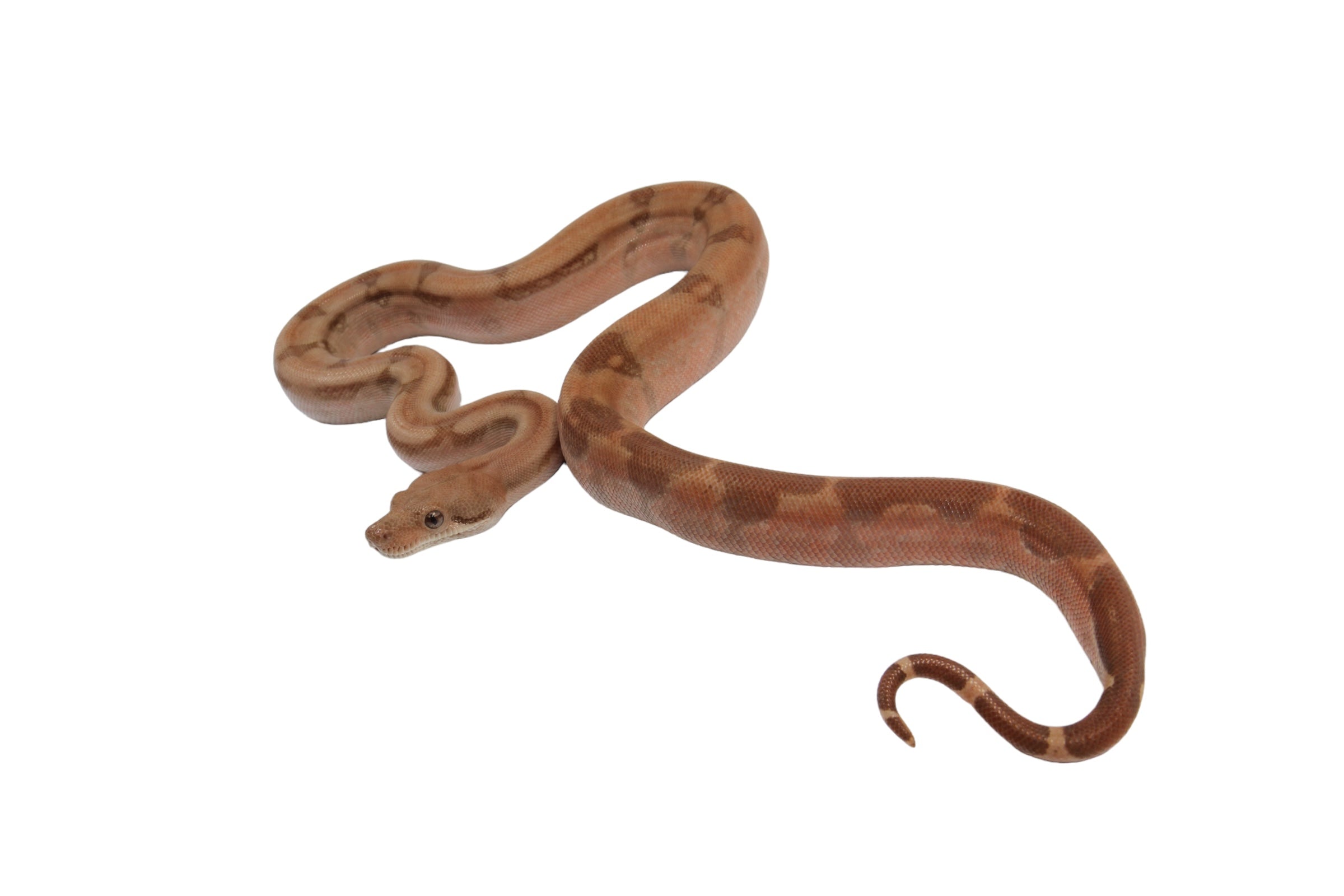 2022 Female Burke T+ Hypo Fire Boa Constrictor.
