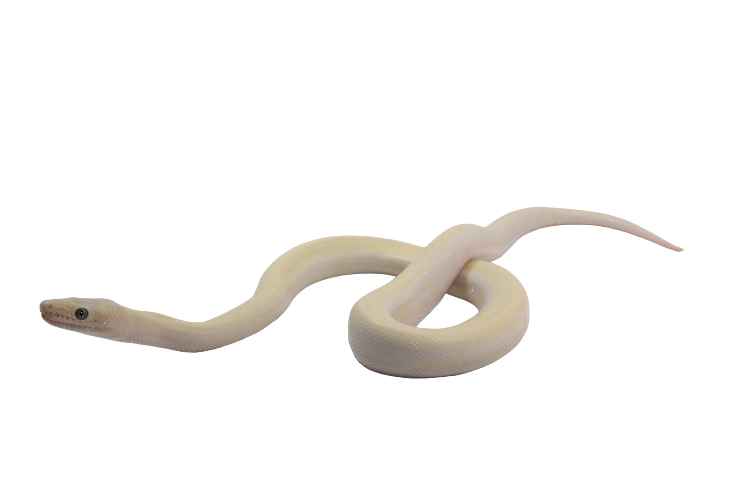 2023 CBB Male Leucistic Columbian Rainbow Boa.