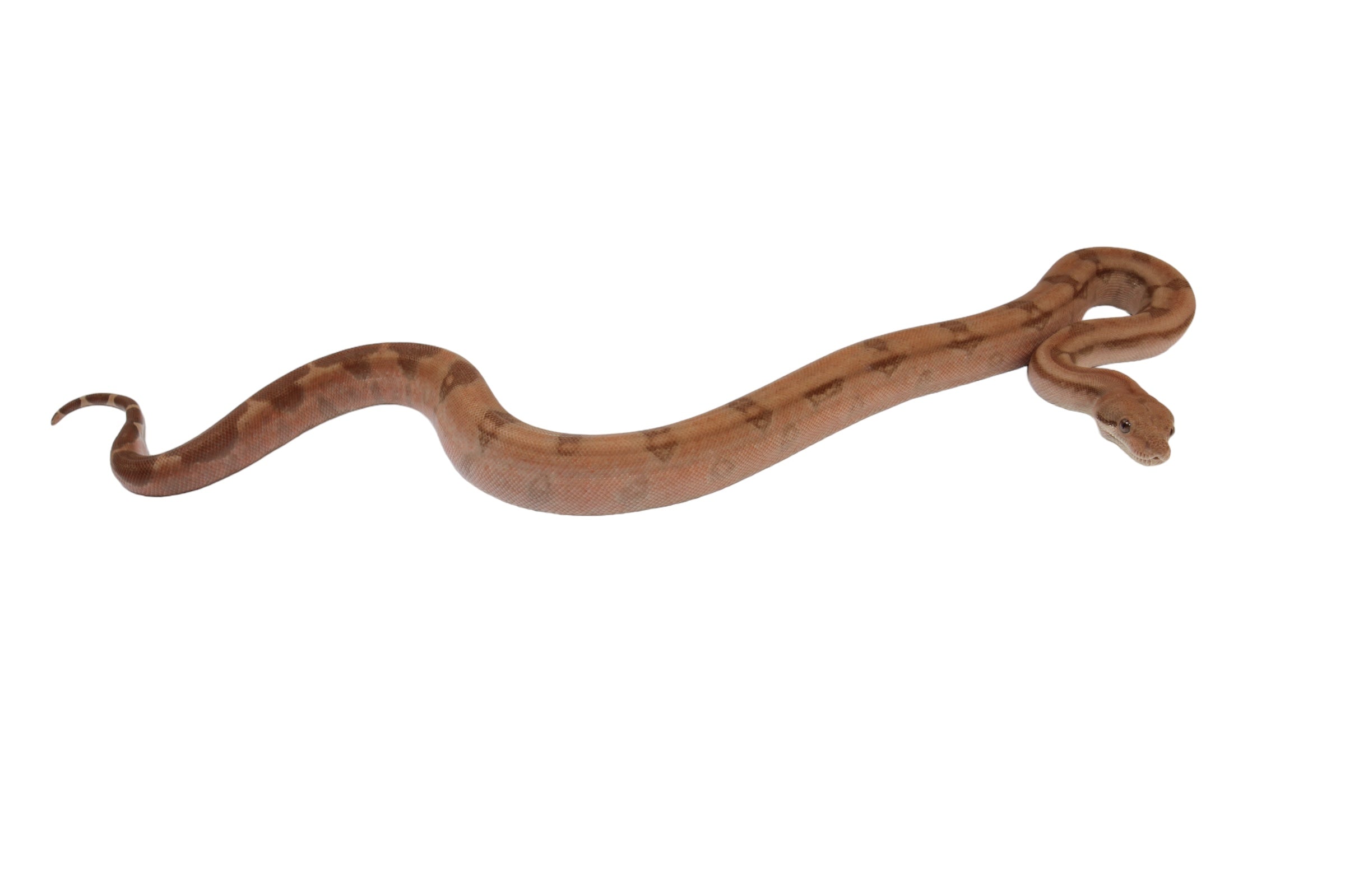 2022 Female Burke T+ Hypo Fire Boa Constrictor.