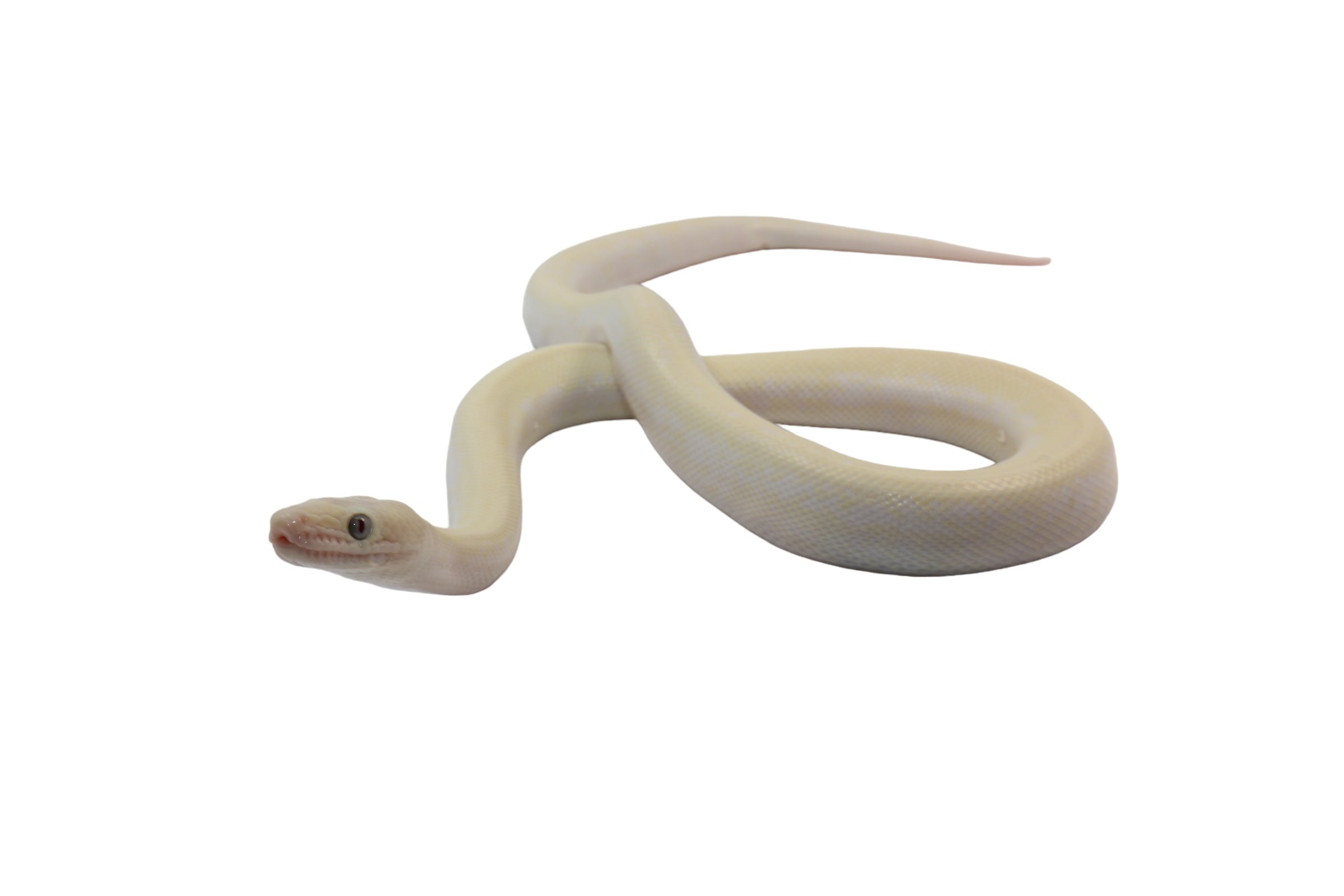 2023 CBB Male Leucistic Columbian Rainbow Boa.