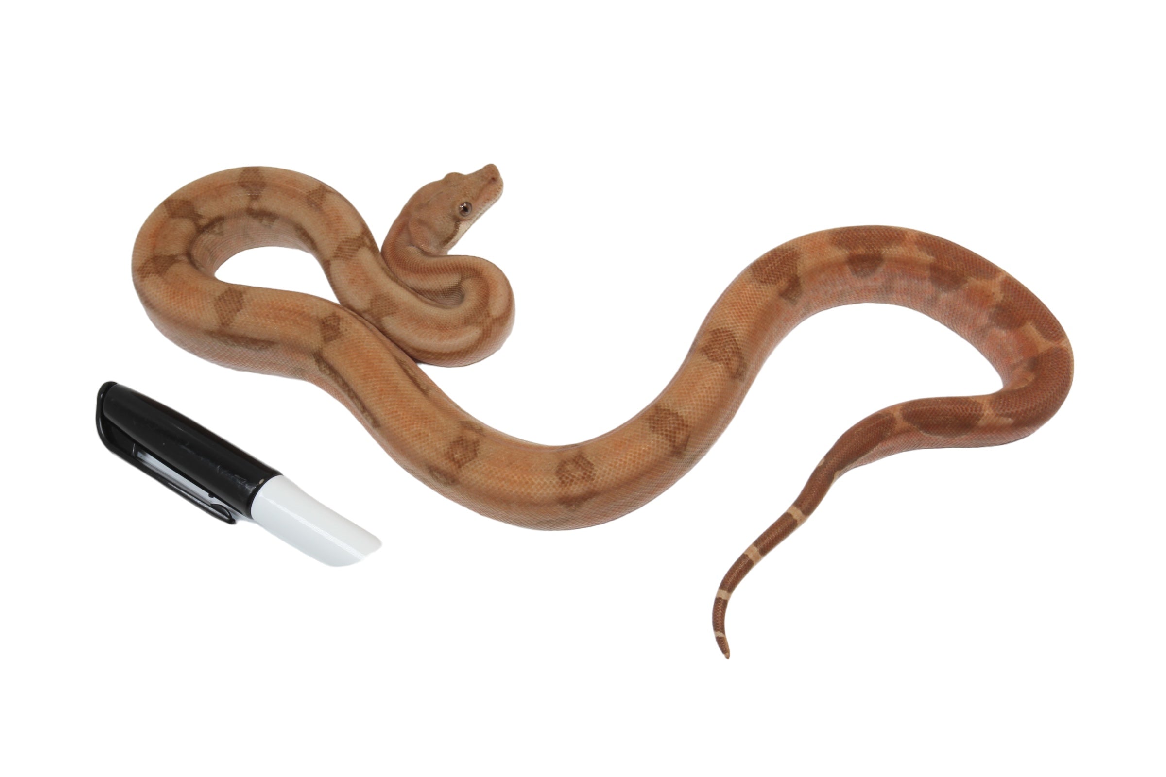2022 Female Burke T+ Hypo Fire Boa Constrictor.