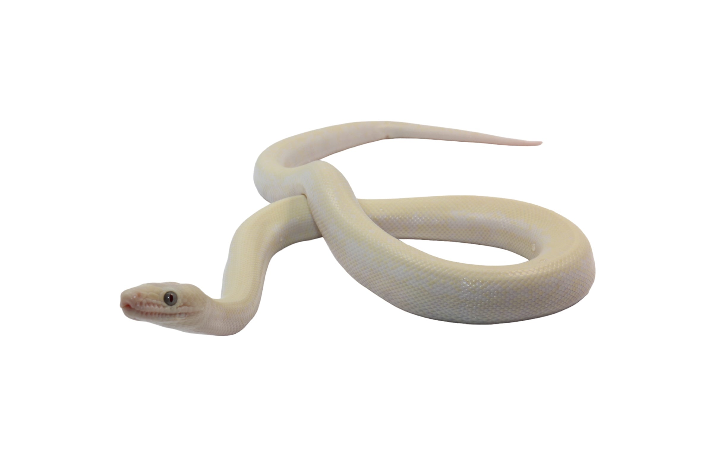 2023 CBB Male Leucistic Columbian Rainbow Boa.