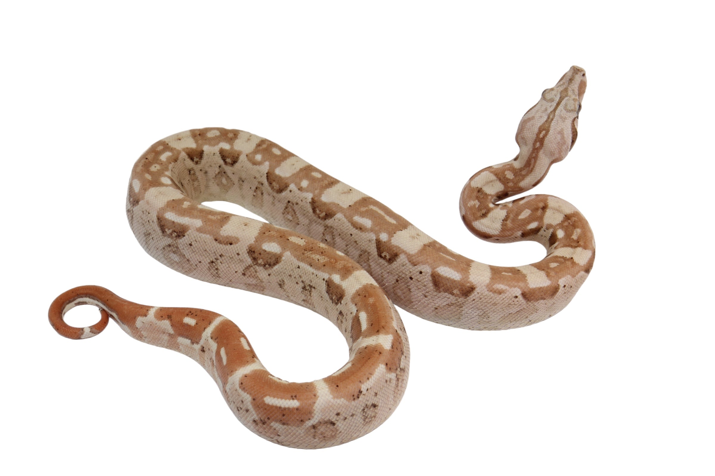 2022 Male VPI Aztec Sunglow Boa Constrictor