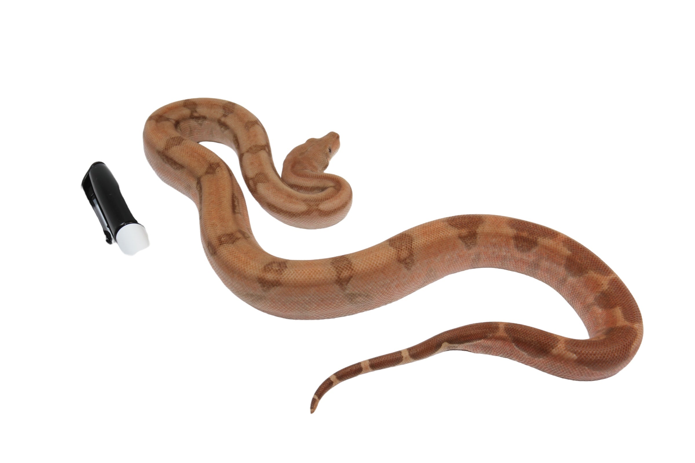 2022 Female Burke T+ Hypo Fire Boa Constrictor.