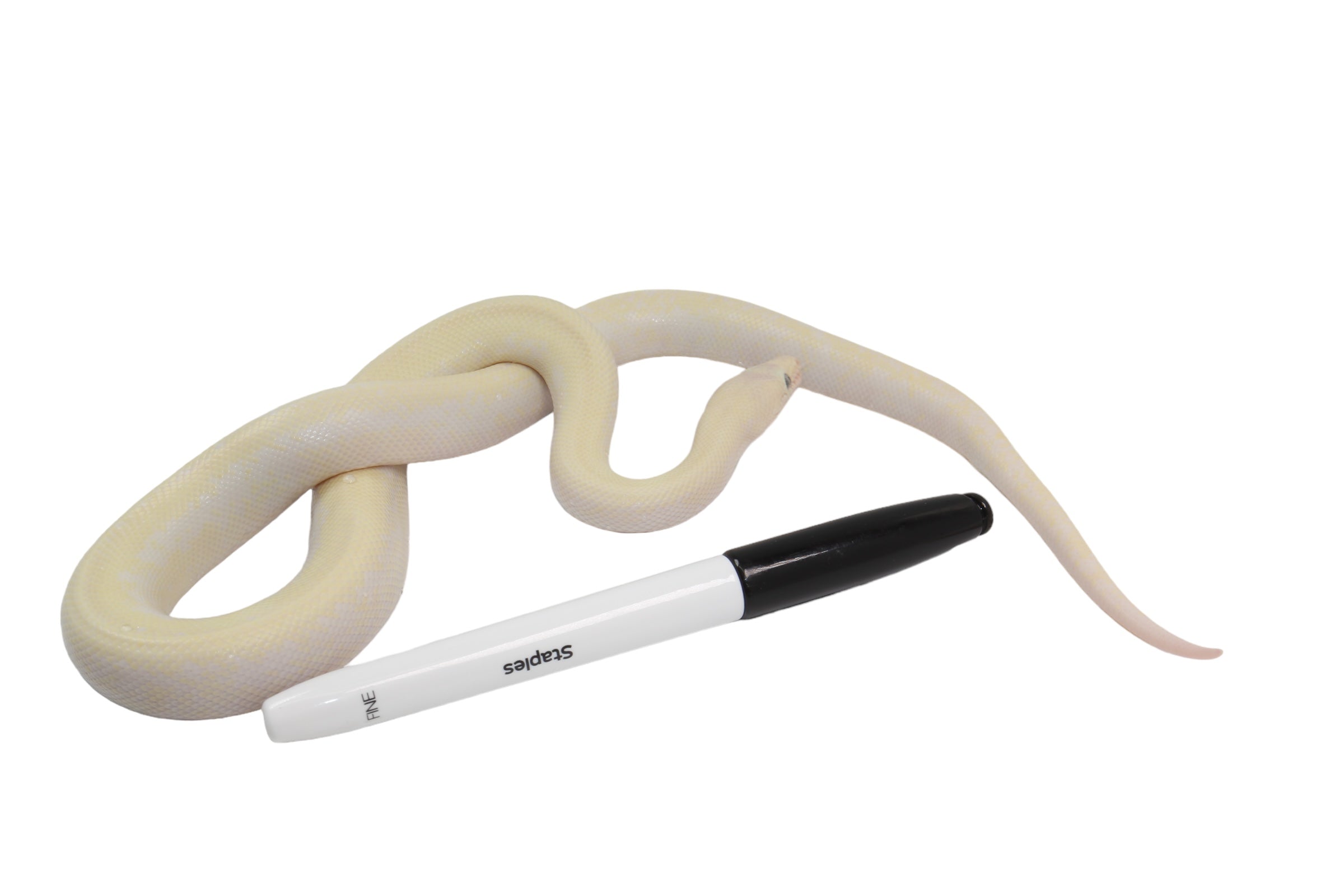 2023 CBB Male Leucistic Columbian Rainbow Boa.