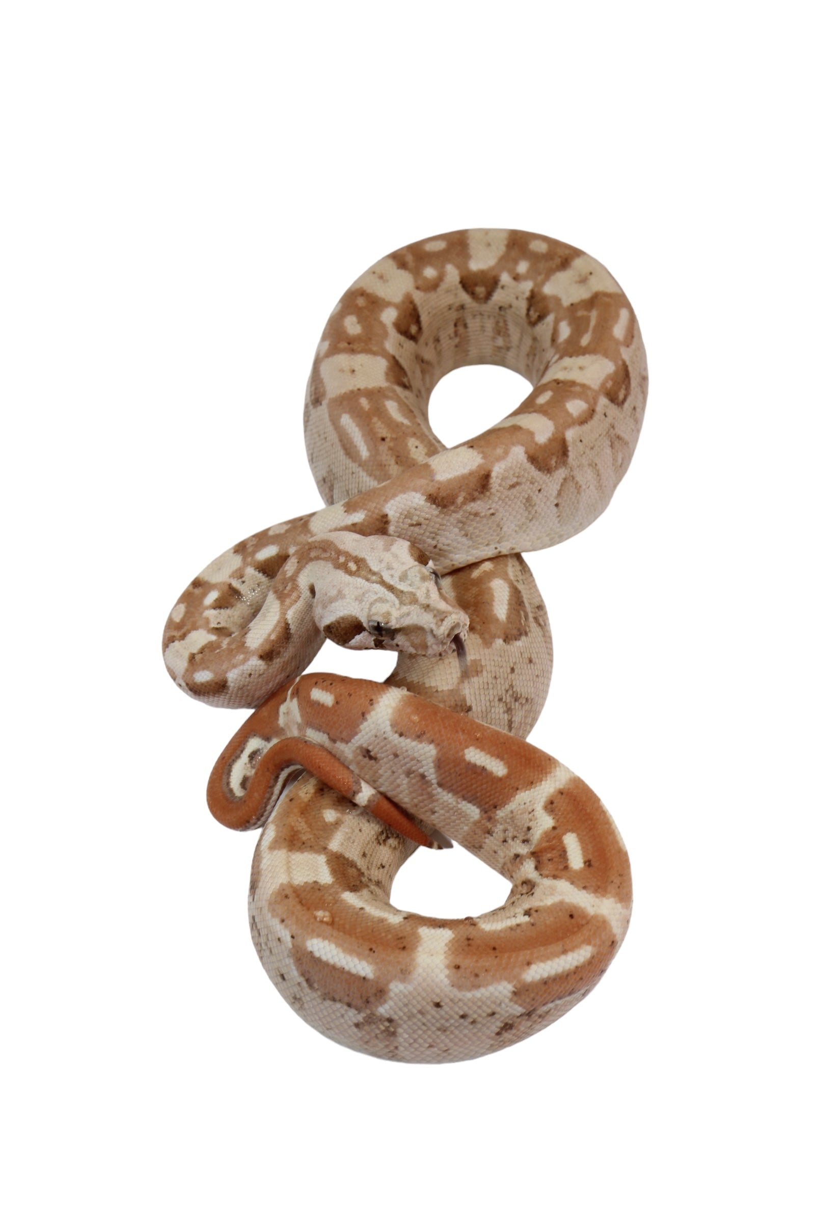 2022 Male VPI Aztec Sunglow Boa Constrictor