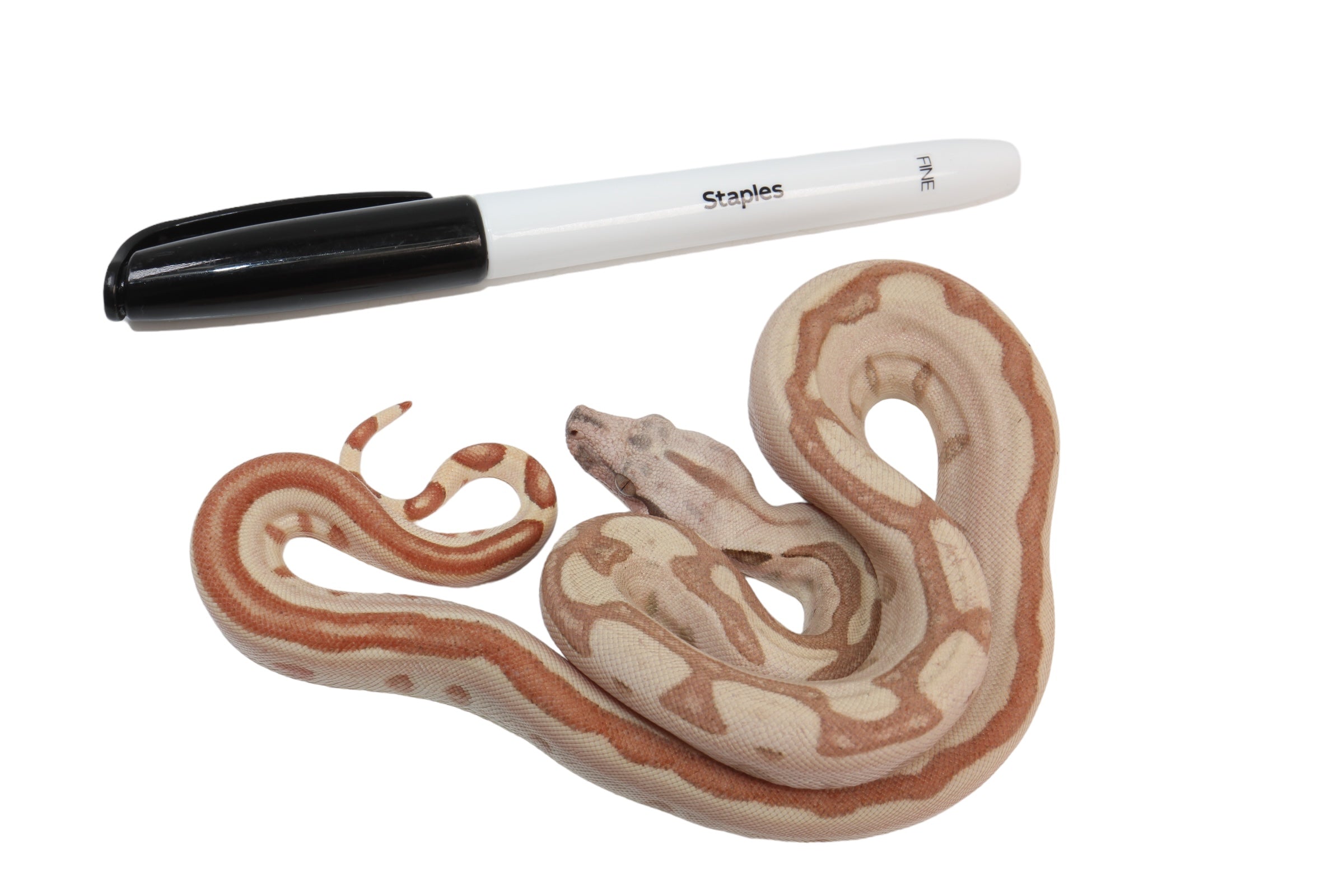 2023 Female Jungle Labyrinth 66% Het Khal Albino 50% Het Anerythristic Boa Constrictor.