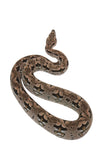 Load image into Gallery viewer, 2023 Female Dumeril&#39;s Boa