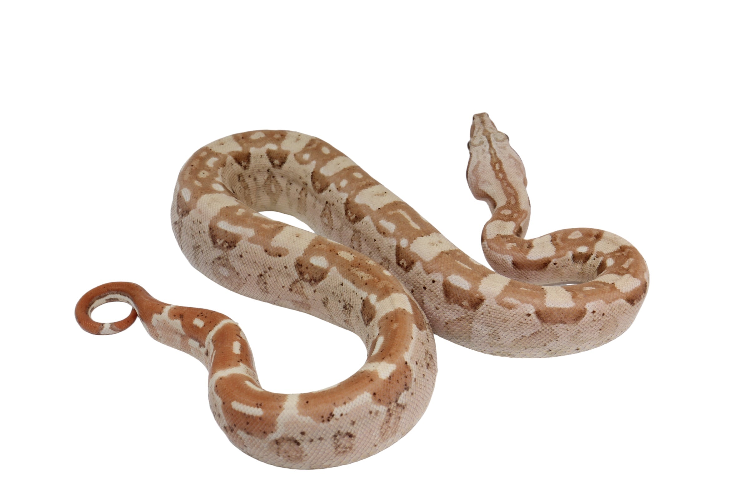 2022 Male VPI Aztec Sunglow Boa Constrictor