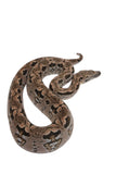 Load image into Gallery viewer, 2023 Female Dumeril&#39;s Boa