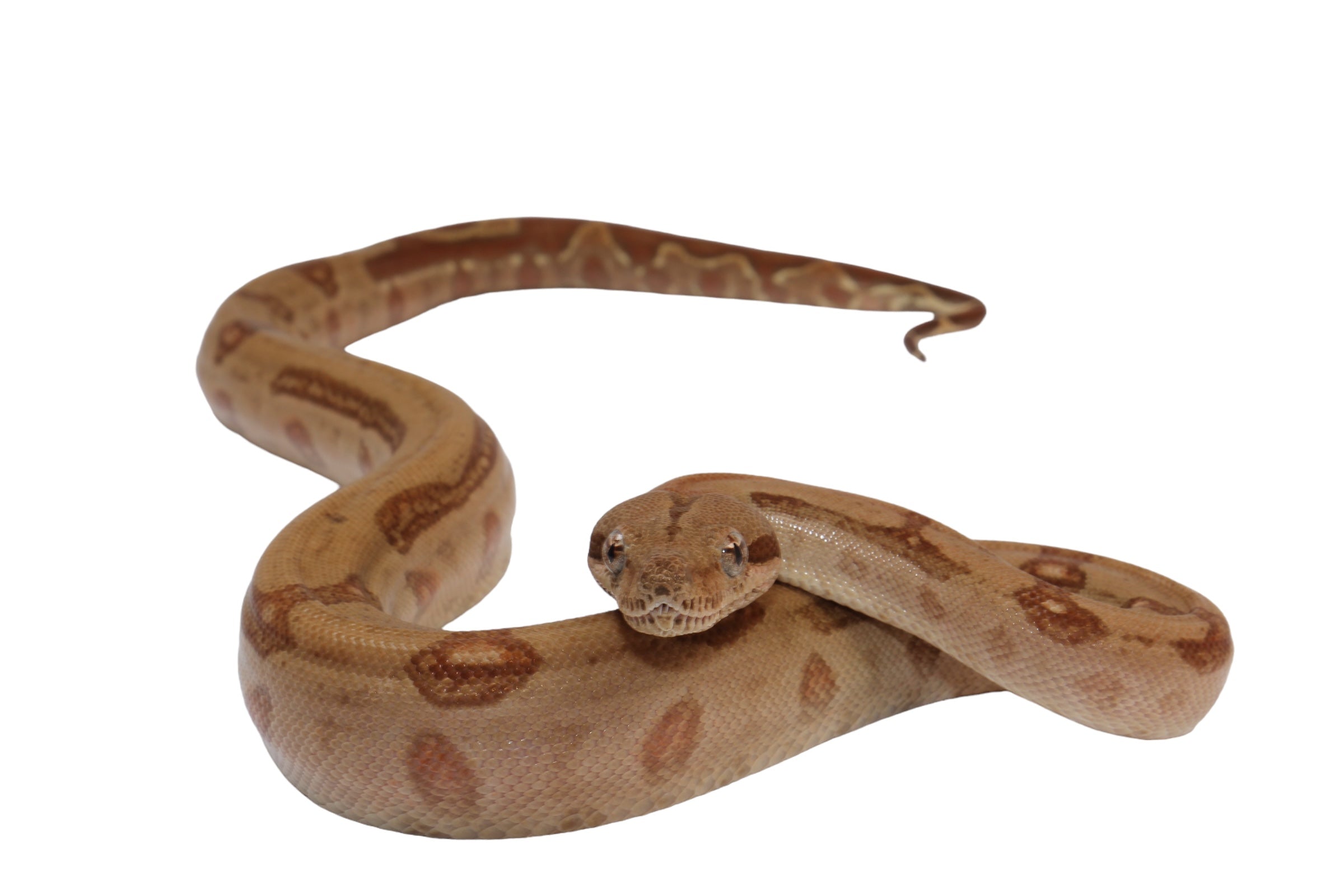 2022 Female Burke T+ Hypo Fire Boa Constrictor