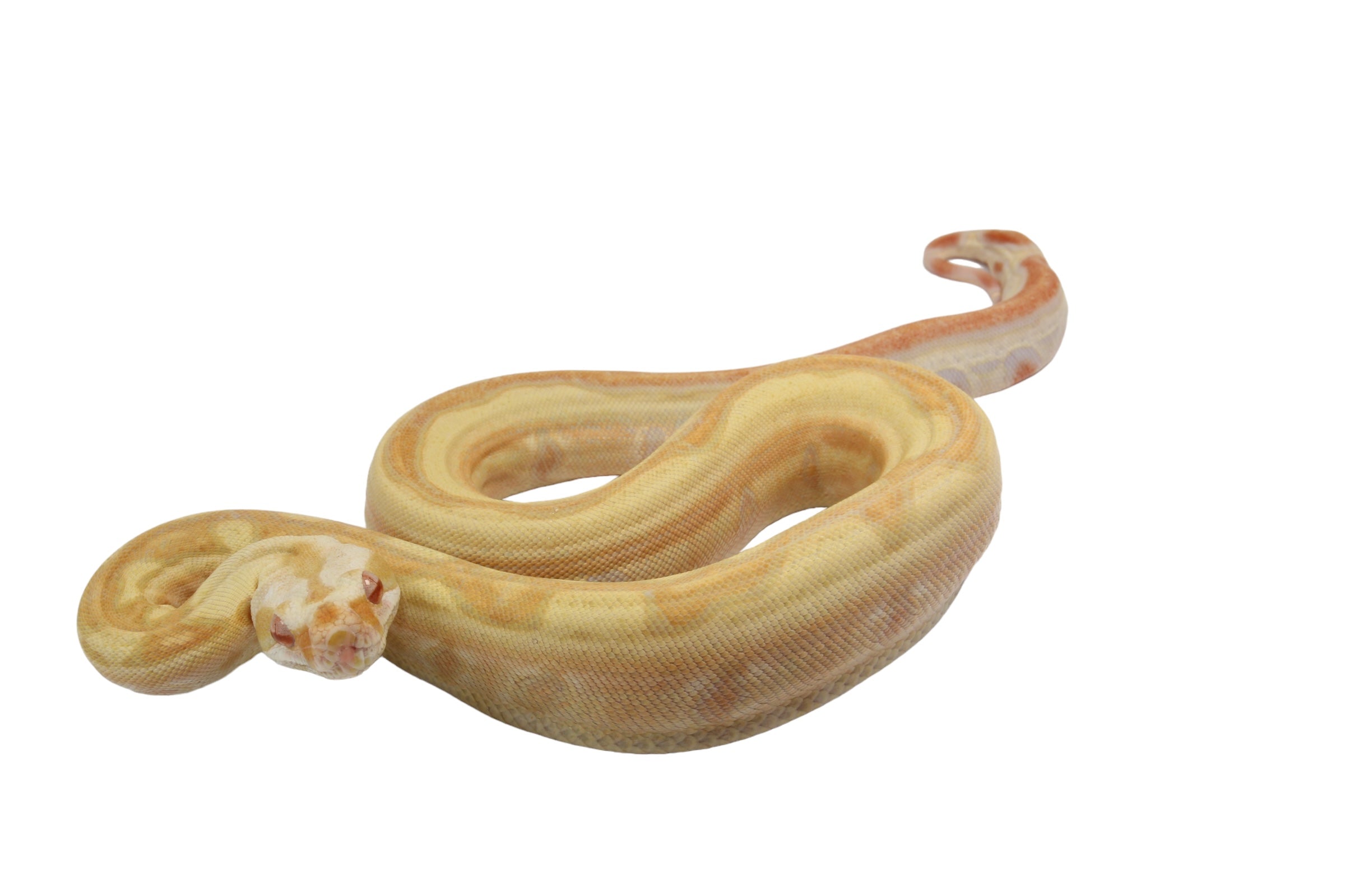 2021 Female Lipstick Line Albino IMG Super Stripe Boa Constrictor