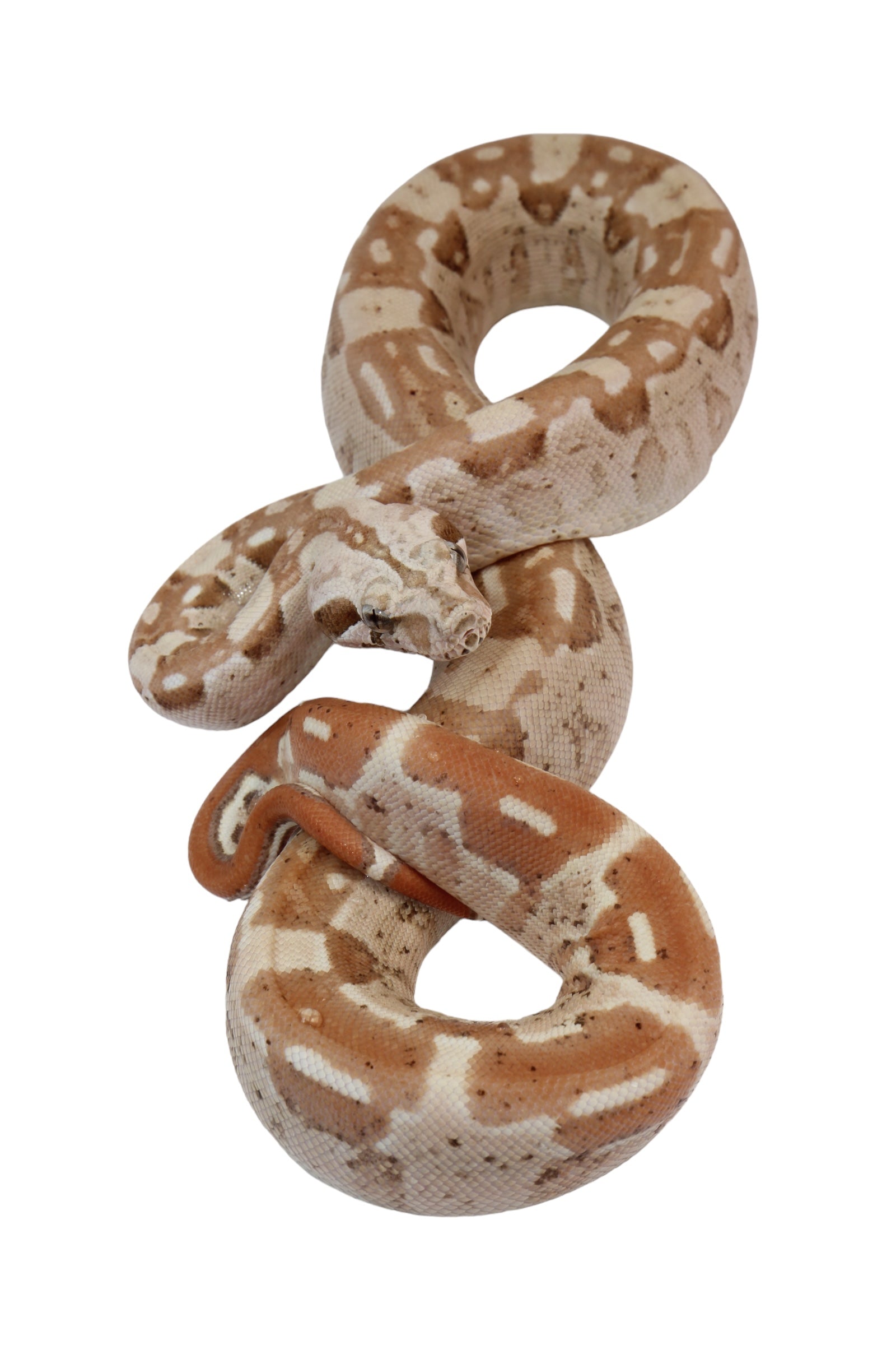 2022 Male VPI Aztec Sunglow Boa Constrictor
