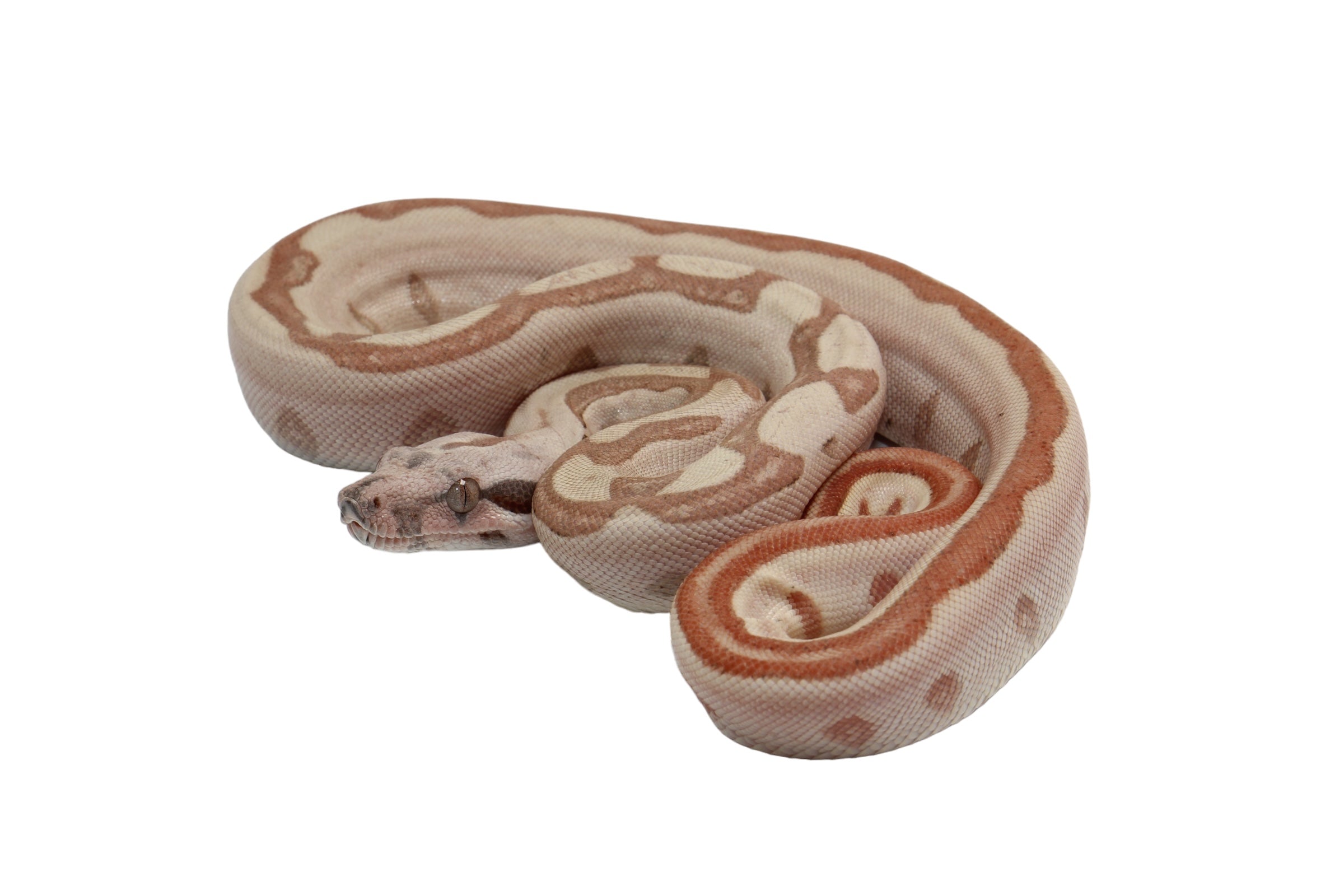 2023 Female Jungle Labyrinth 66% Het Khal Albino 50% Het Anerythristic Boa Constrictor.