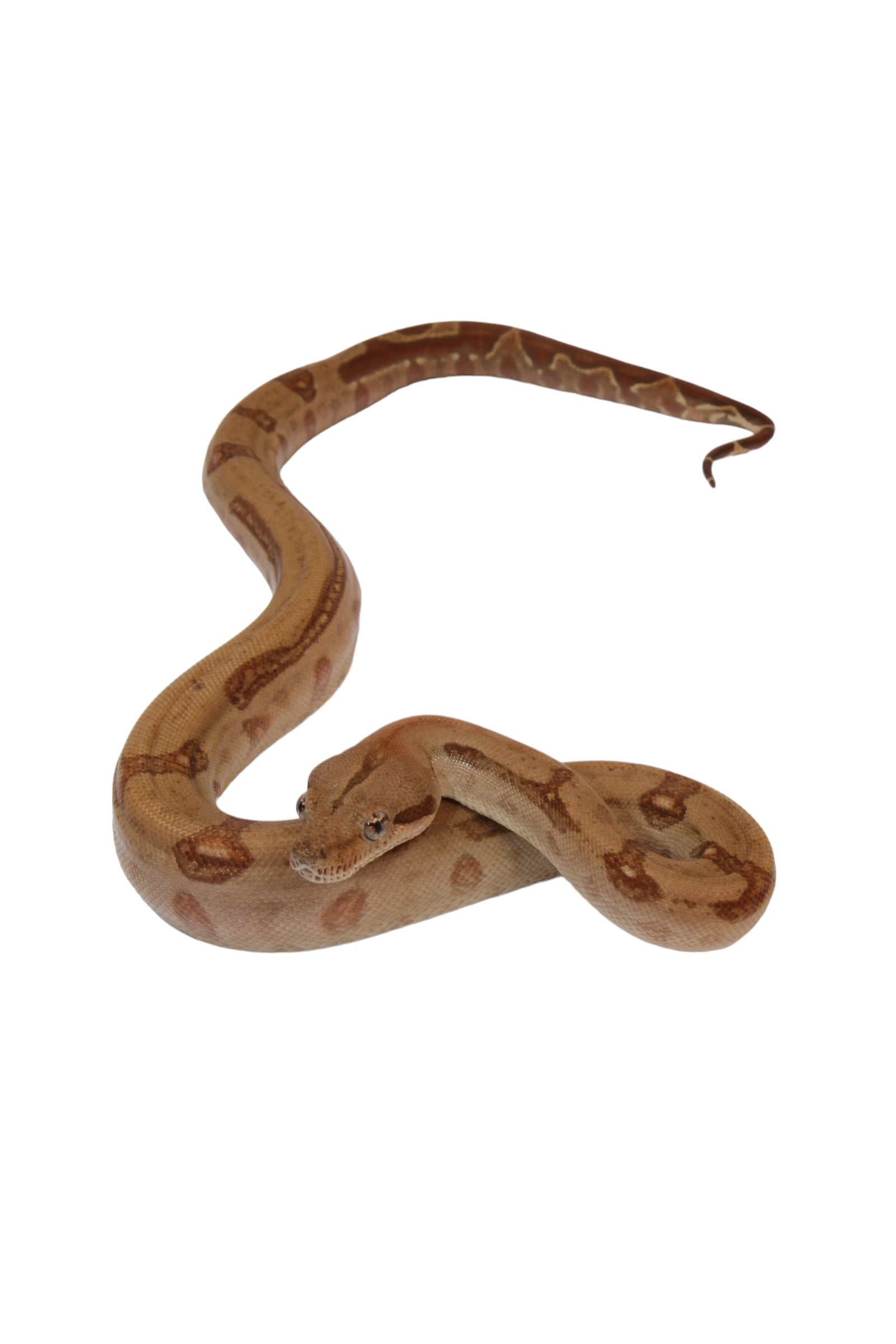 2022 Female Burke T+ Hypo Fire Boa Constrictor