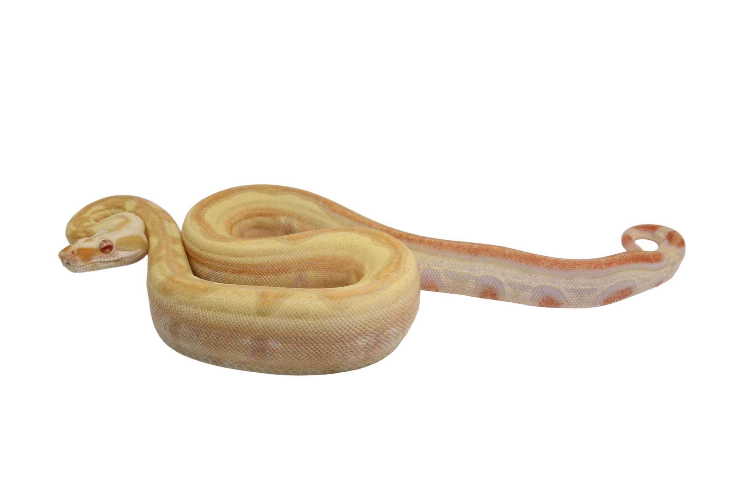 2021 Female Lipstick Line Albino IMG Super Stripe Boa Constrictor