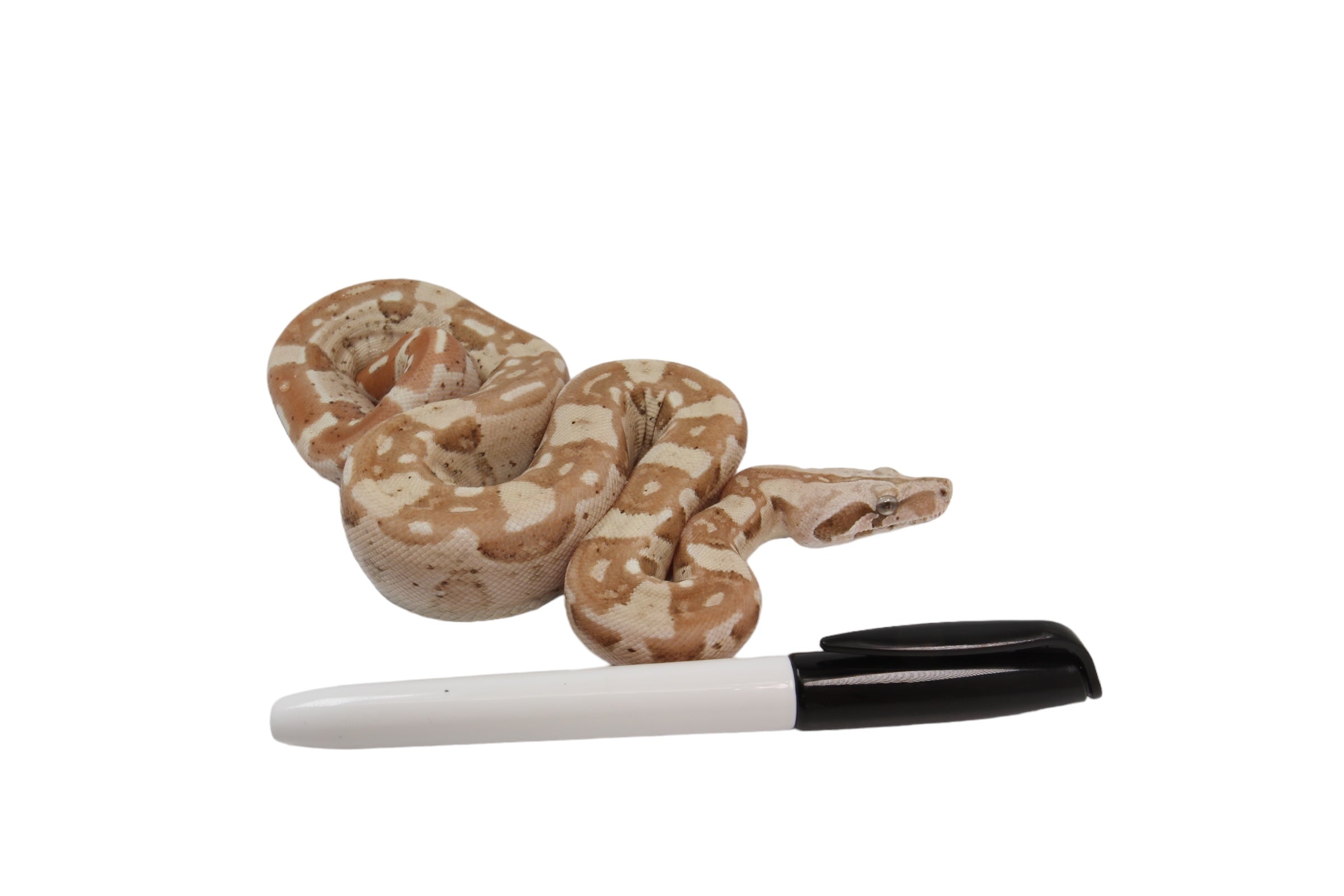 2022 Male VPI Aztec Sunglow Boa Constrictor