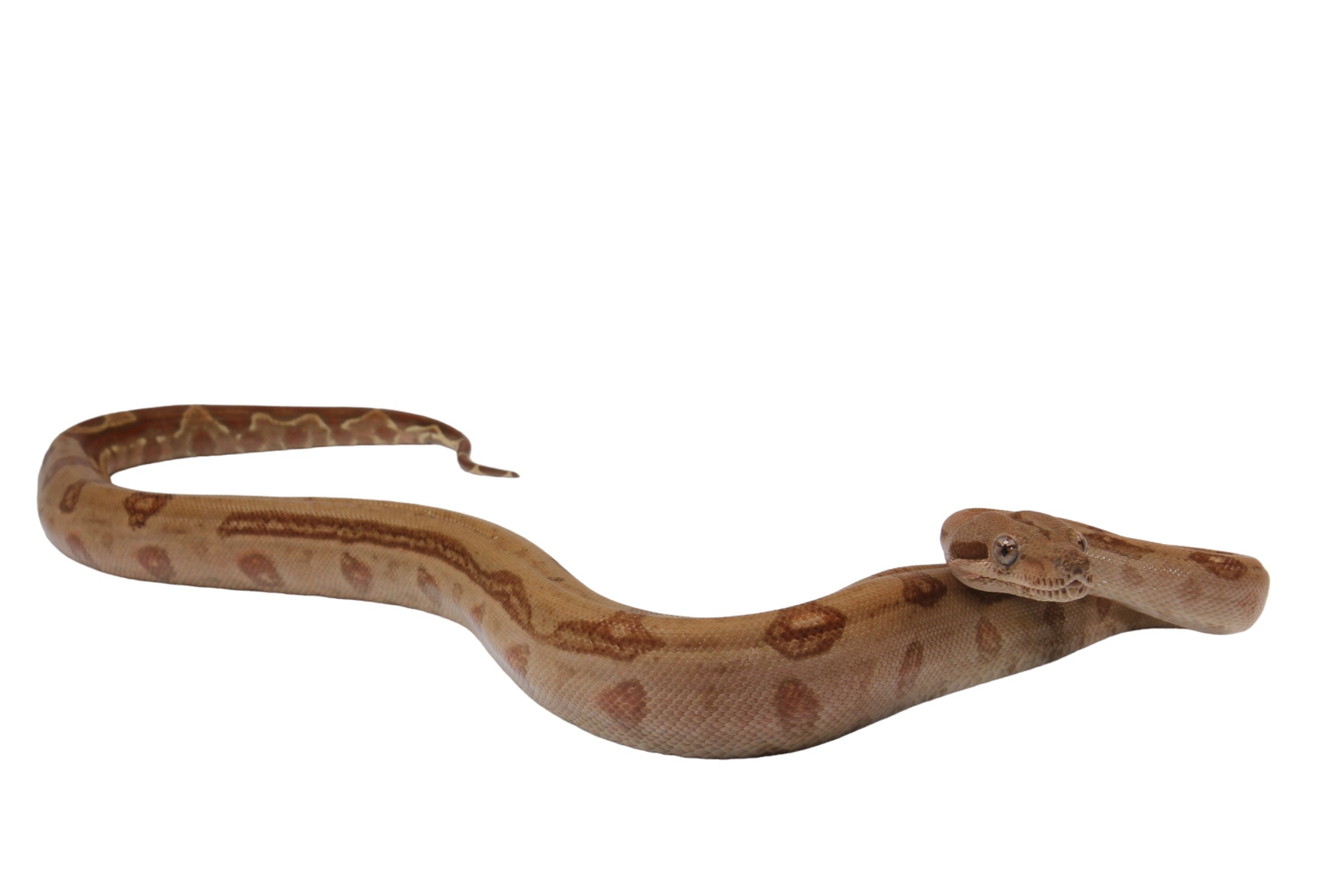 2022 Female Burke T+ Hypo Fire Boa Constrictor