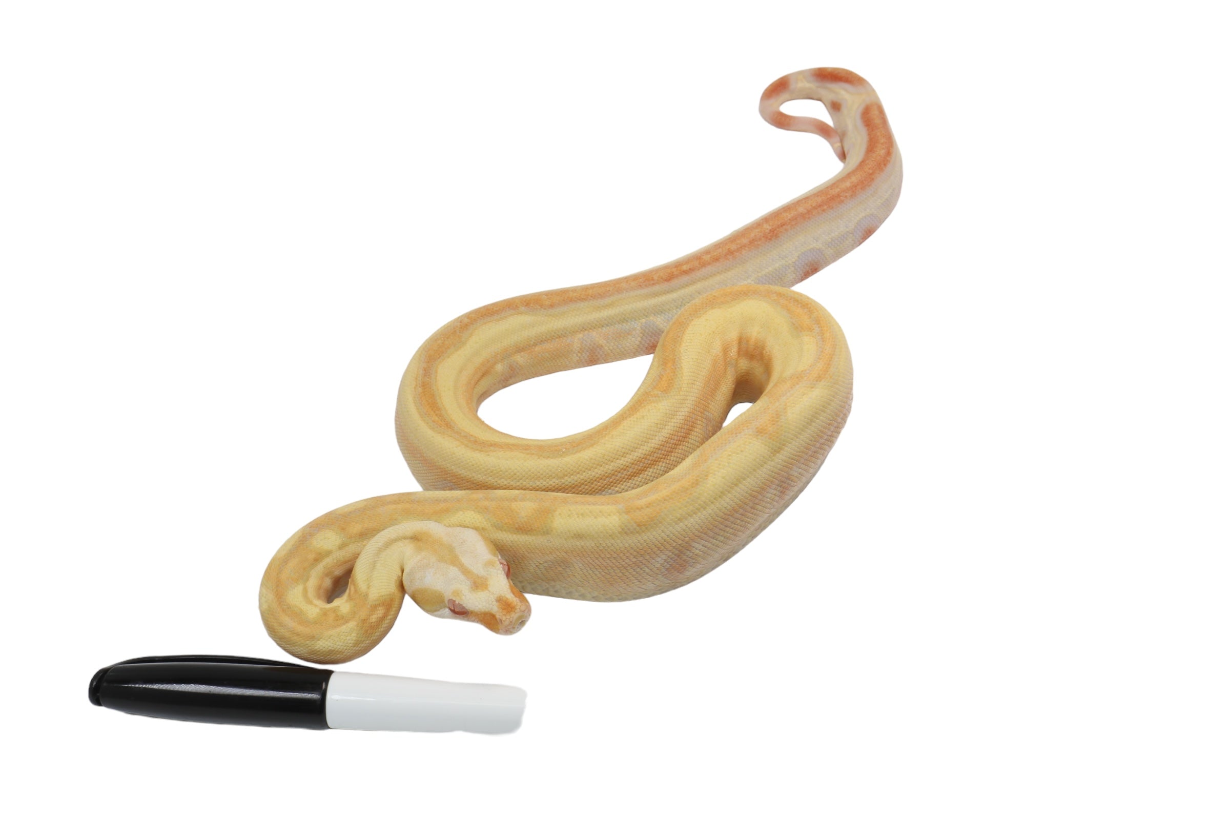 2021 Female Lipstick Line Albino IMG Super Stripe Boa Constrictor