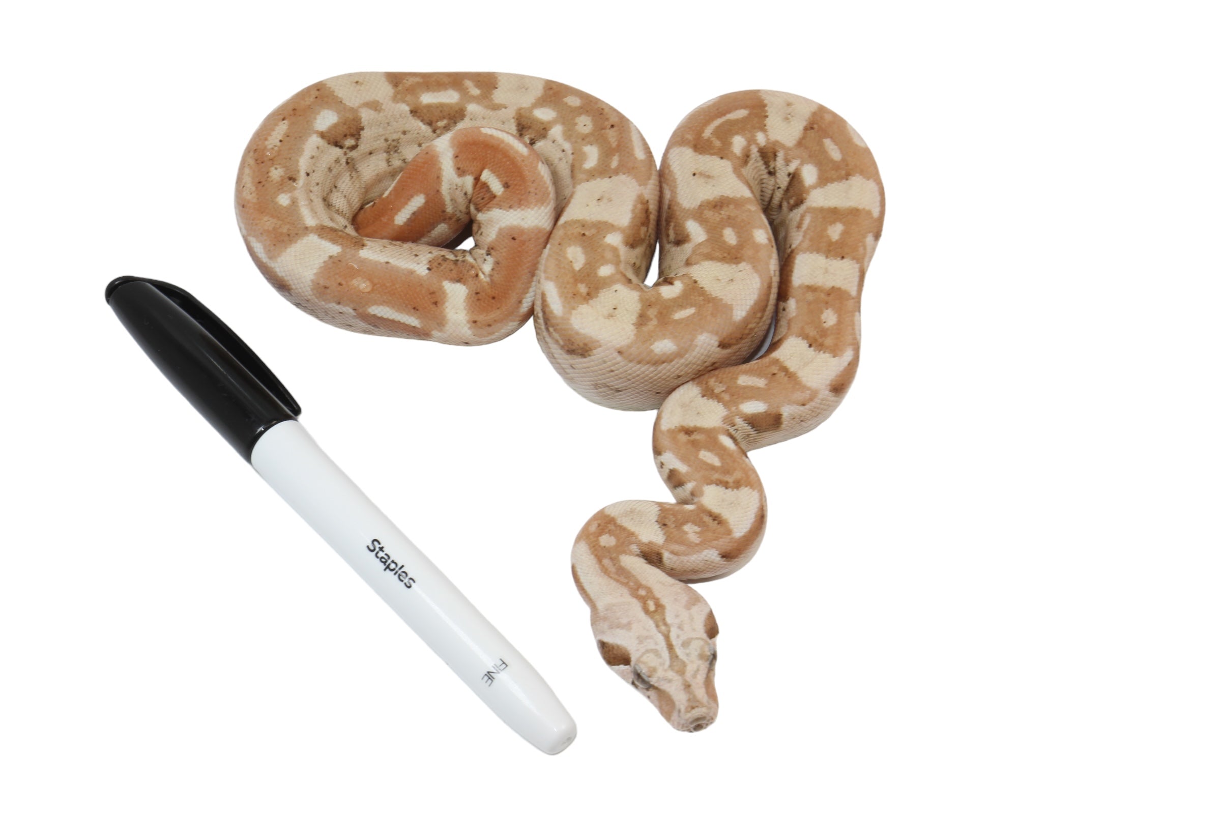 2022 Male VPI Aztec Sunglow Boa Constrictor