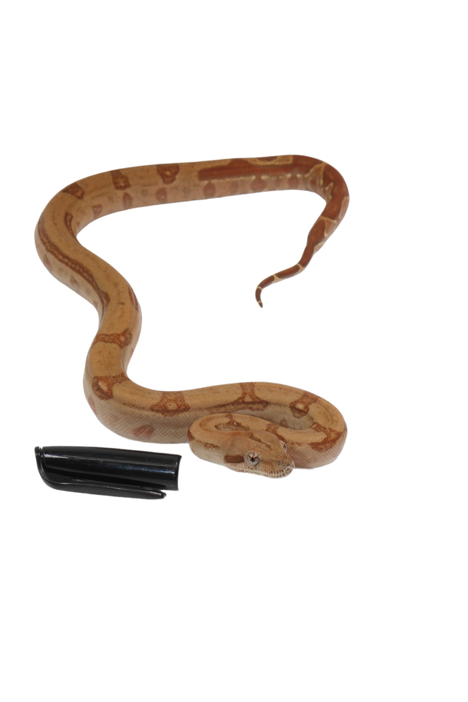 2022 Female Burke T+ Hypo Fire Boa Constrictor
