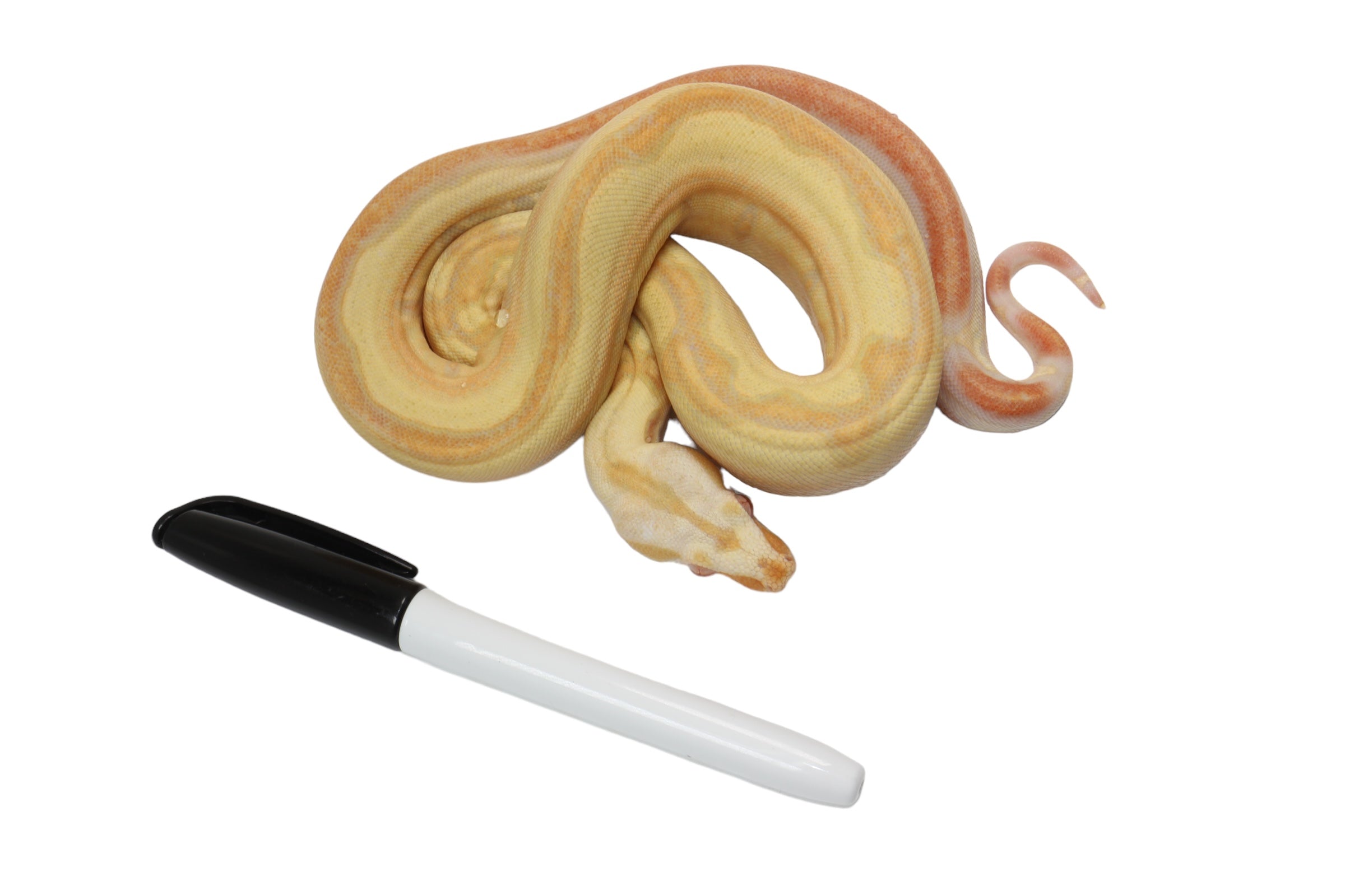 2021 Female Lipstick Line Albino IMG Super Stripe Boa Constrictor
