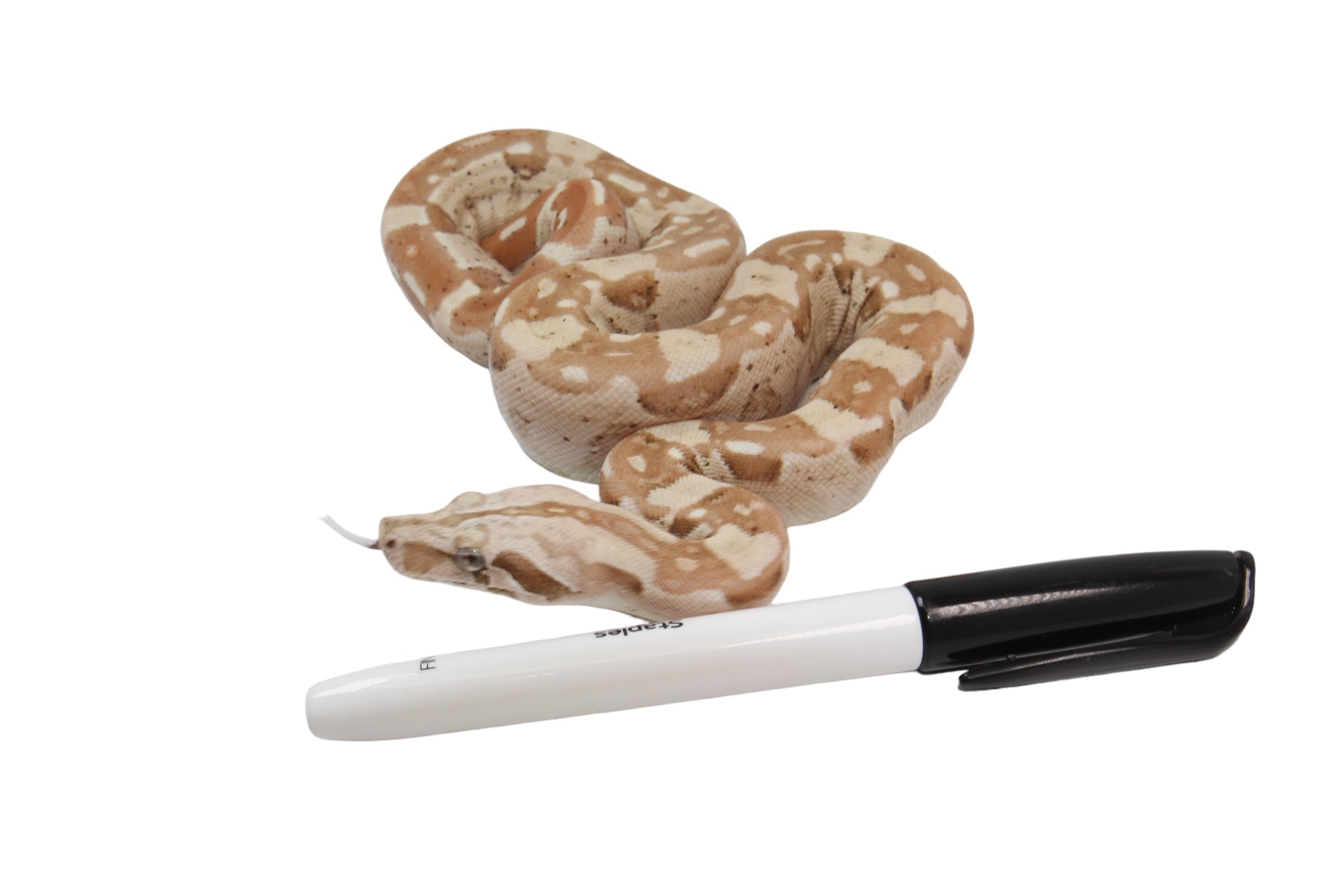 2022 Male VPI Aztec Sunglow Boa Constrictor