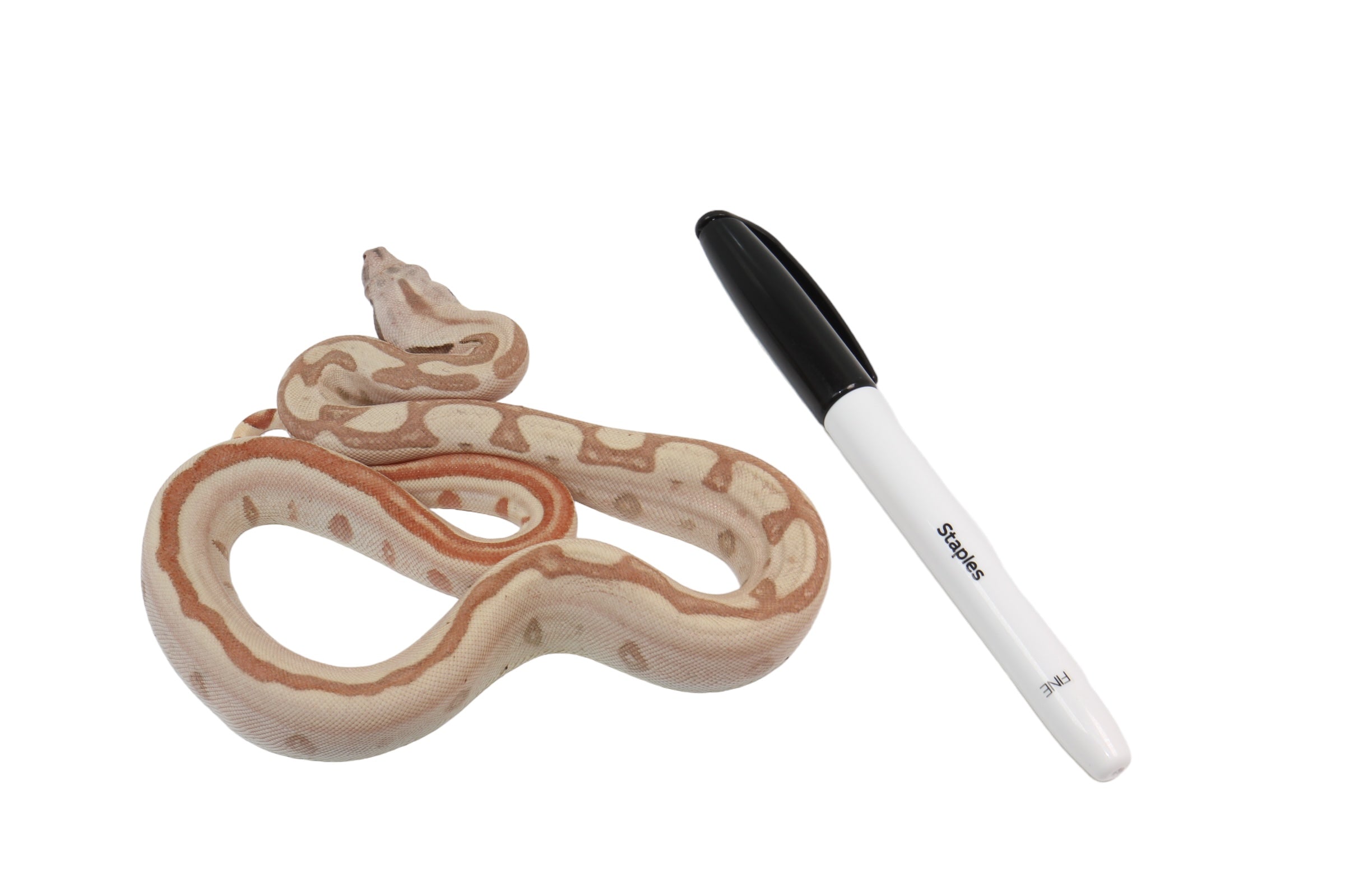 2023 Female Jungle Labyrinth 66% Het Khal Albino 50% Het Anerythristic Boa Constrictor.