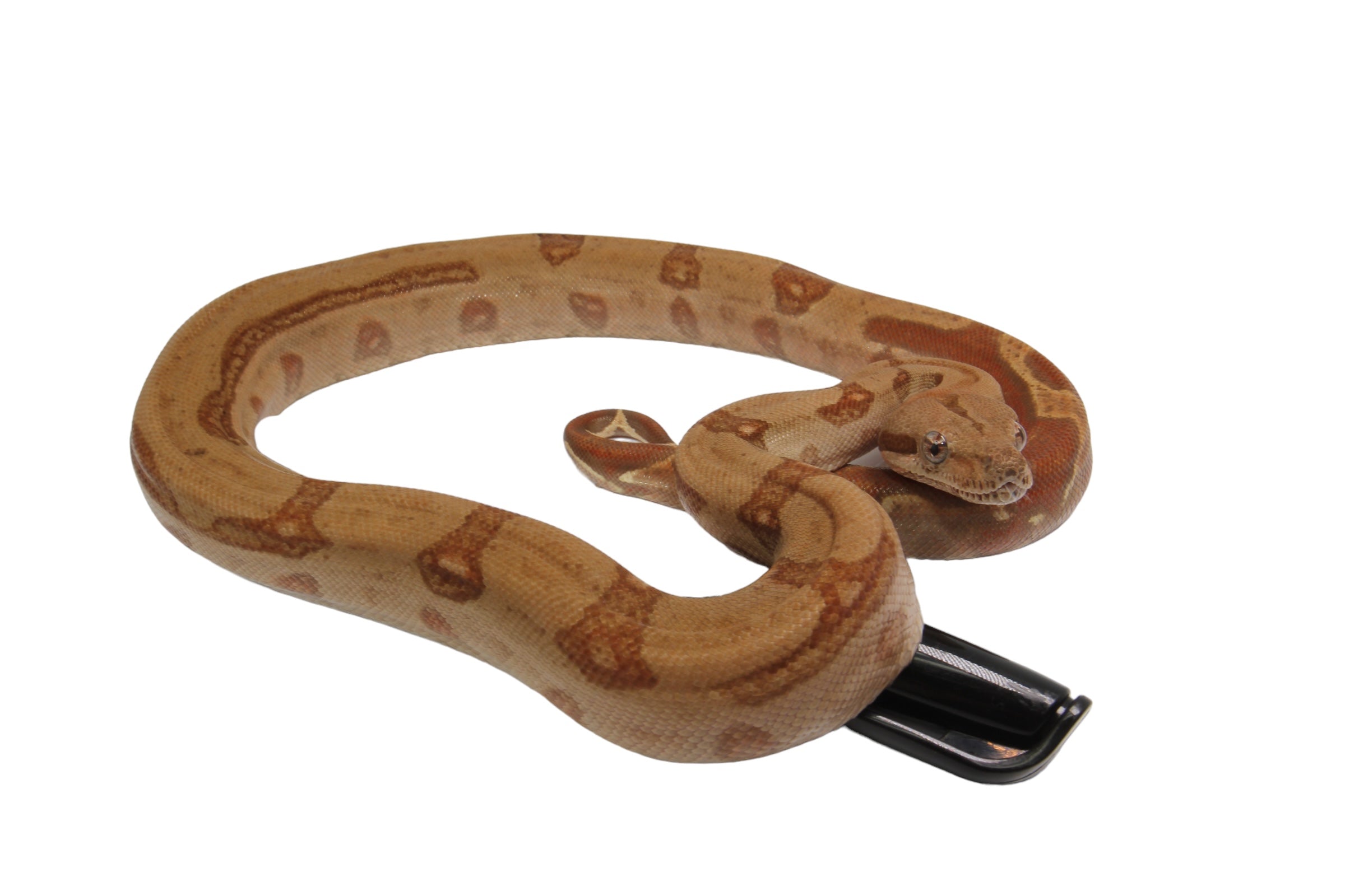 2022 Female Burke T+ Hypo Fire Boa Constrictor