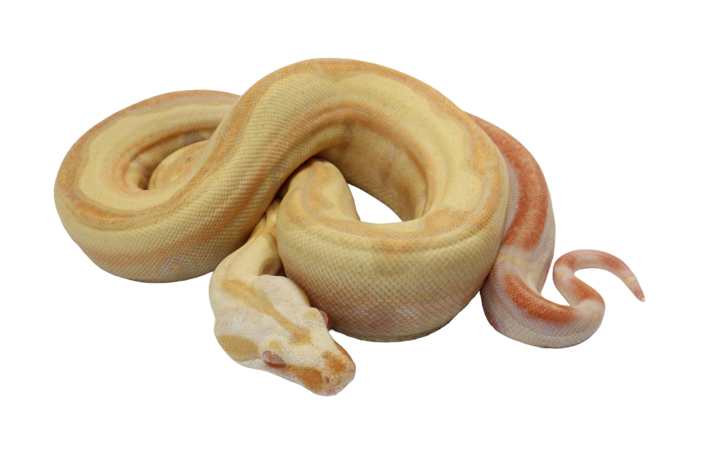 2021 Female Lipstick Line Albino IMG Super Stripe Boa Constrictor