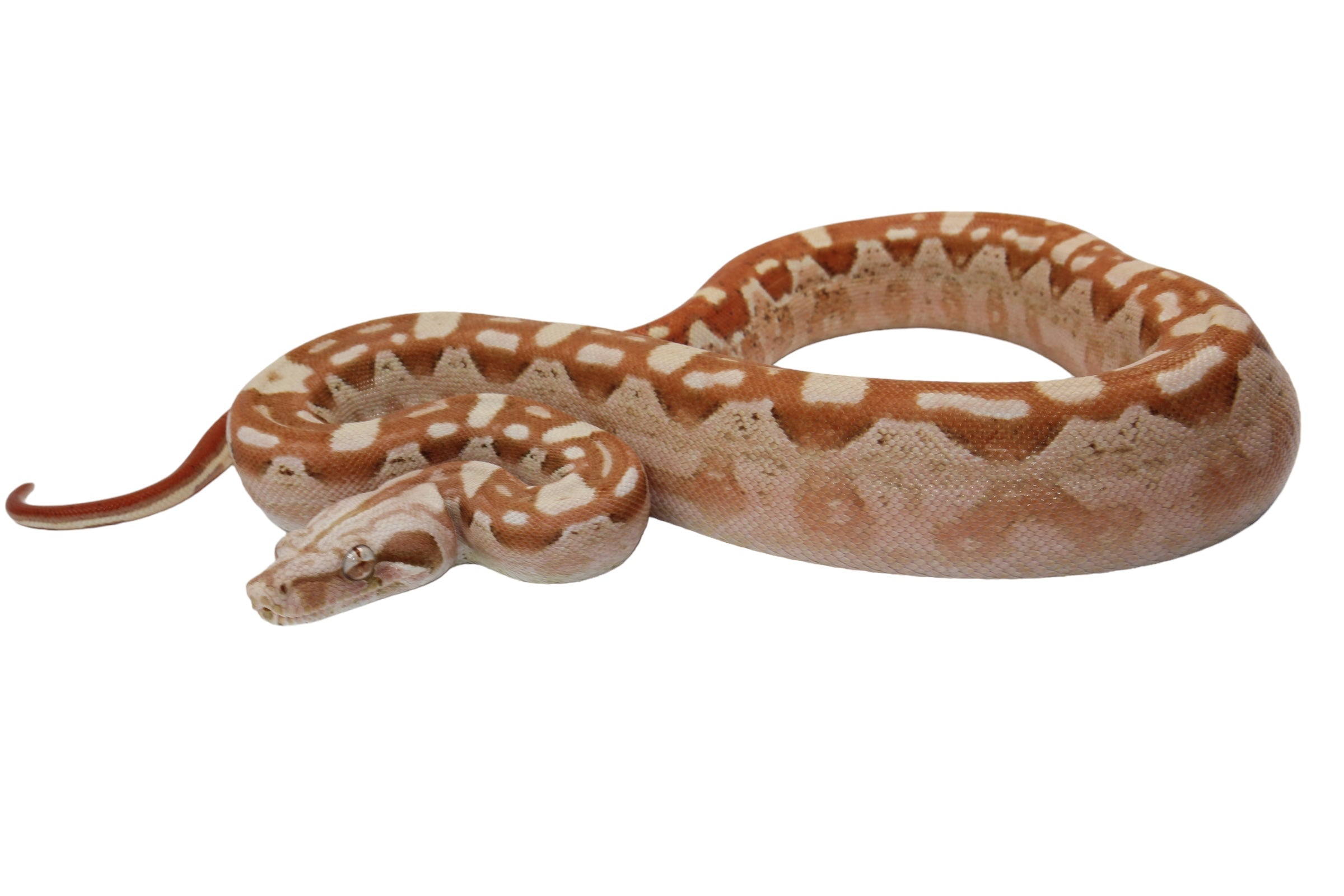 2022 Male VPI Aztec Sunglow Boa Constrictor - Smoking