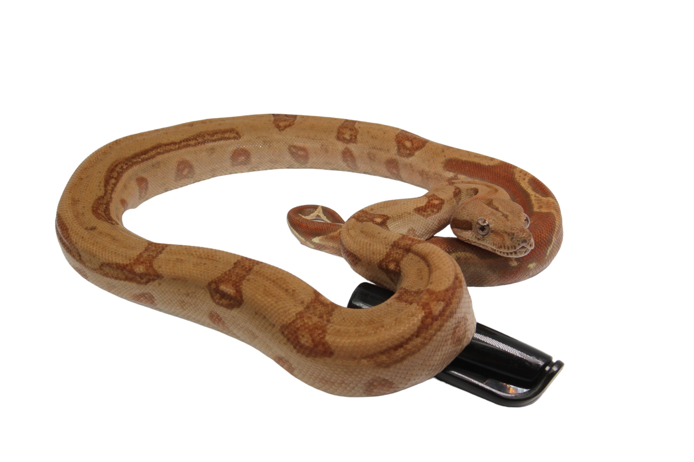 2022 Female Burke T+ Hypo Fire Boa Constrictor